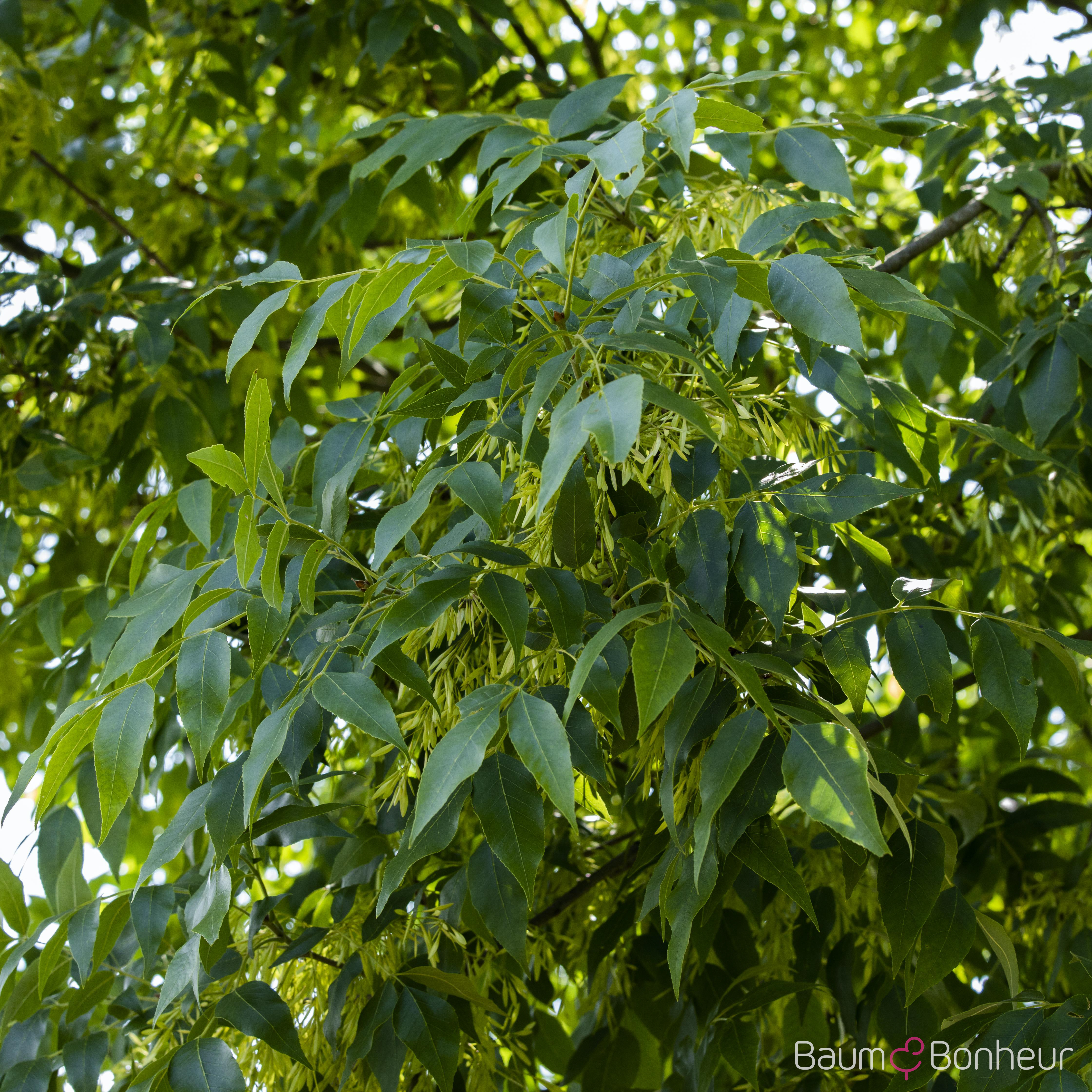 Fraxinus excelsior 'Altena'