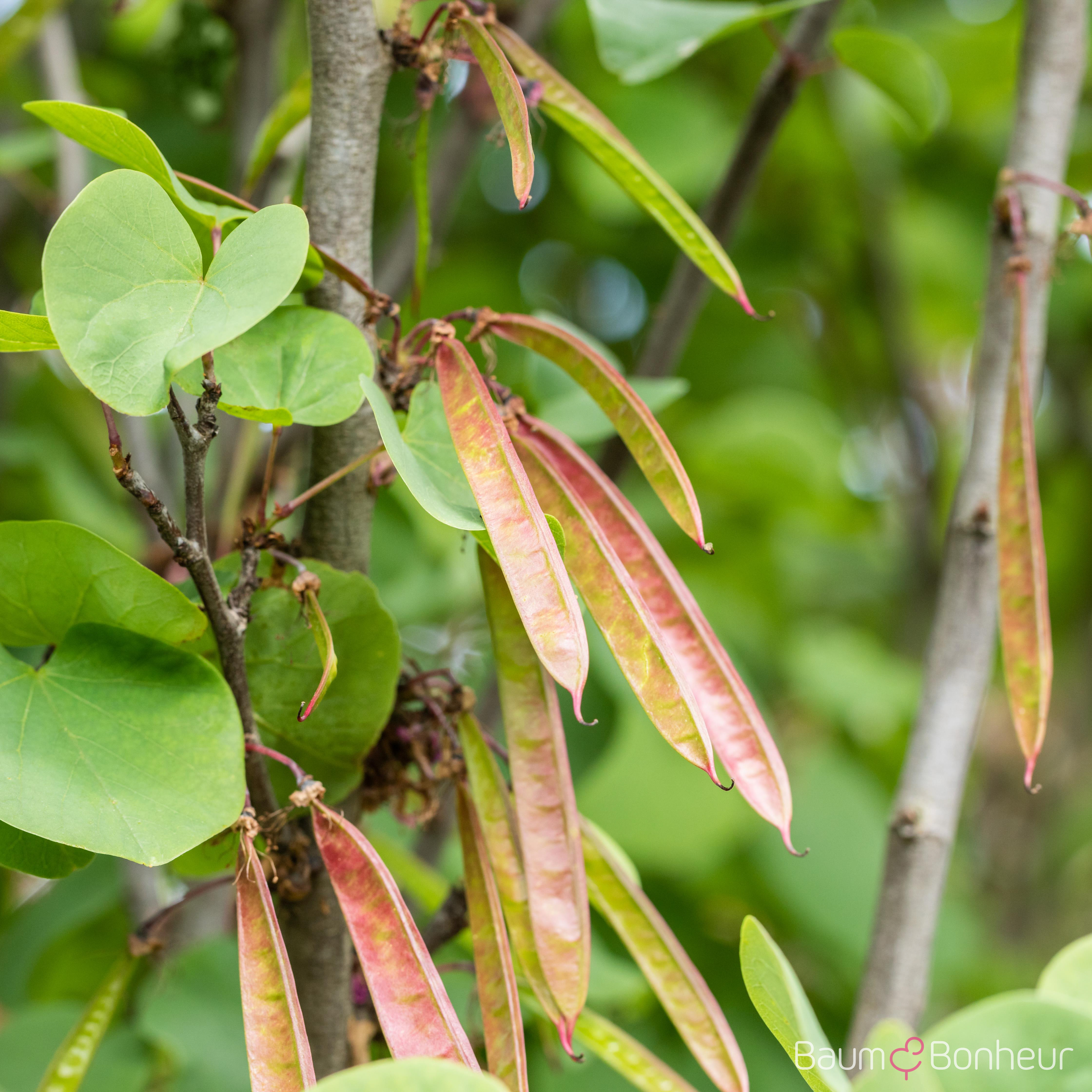Cercis siliquastrum