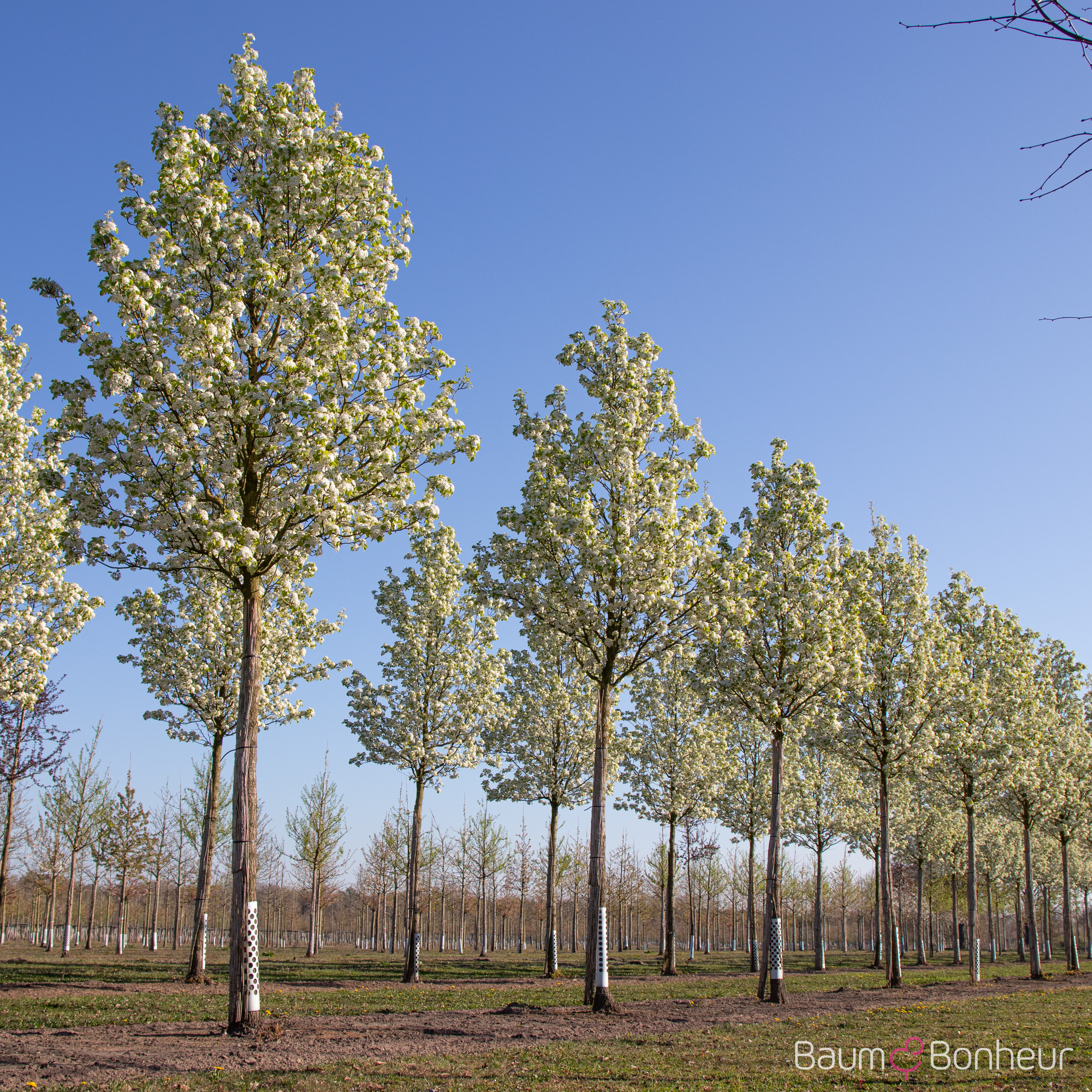 Pyrus calleryana 'Chanticleer'