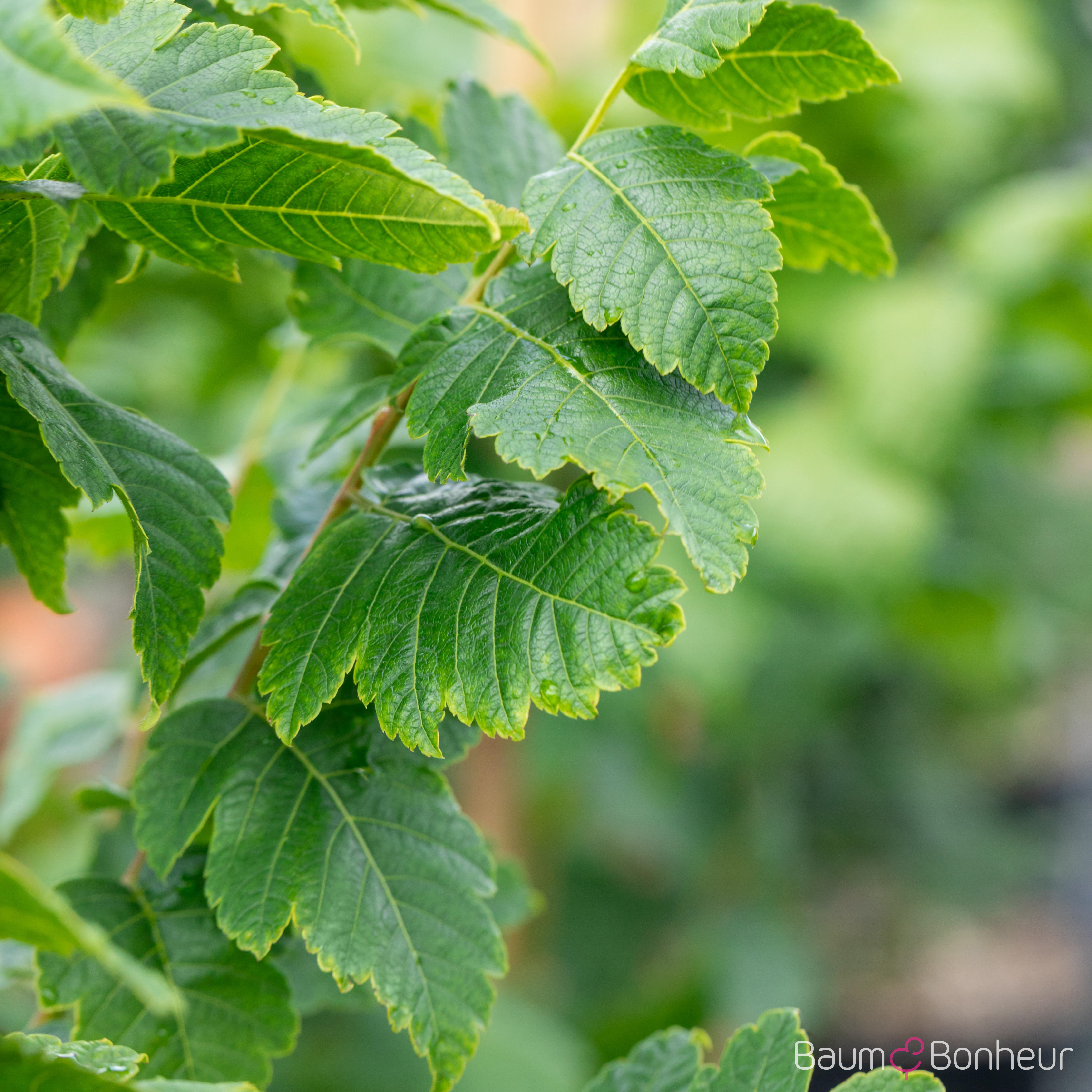 Koelreuteria paniculata 'Fastigiata'