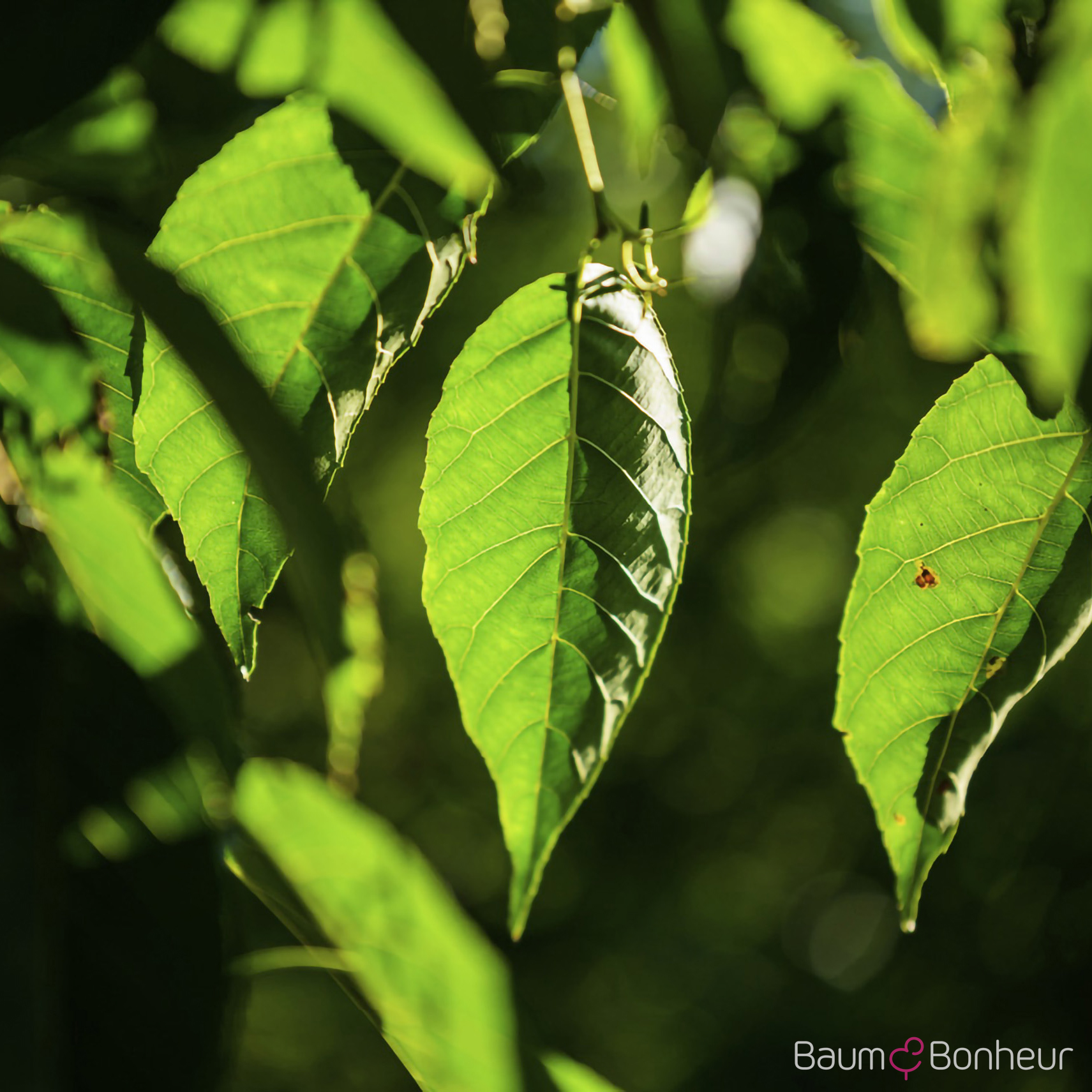 Alnus x spaethii