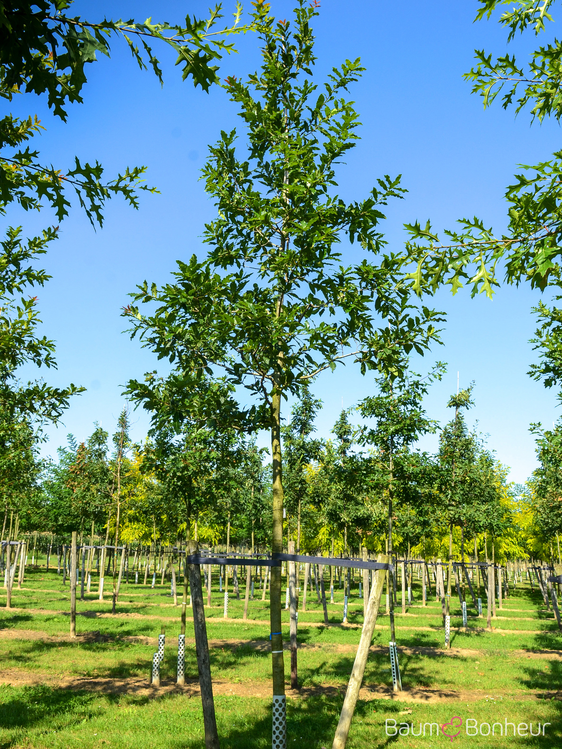 Quercus rhysophylla 'Maya'