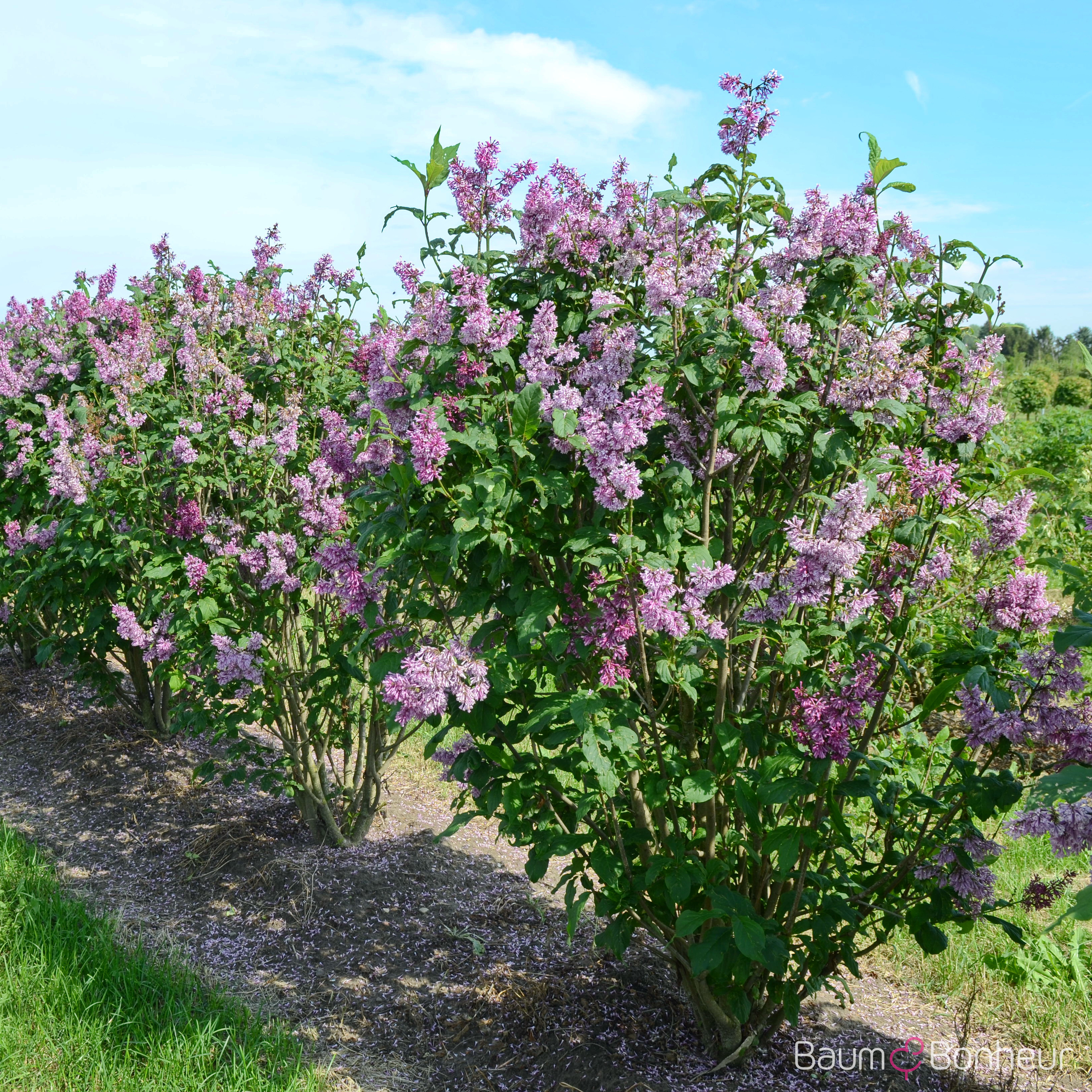 Syringa prestoniae 'Royalty'