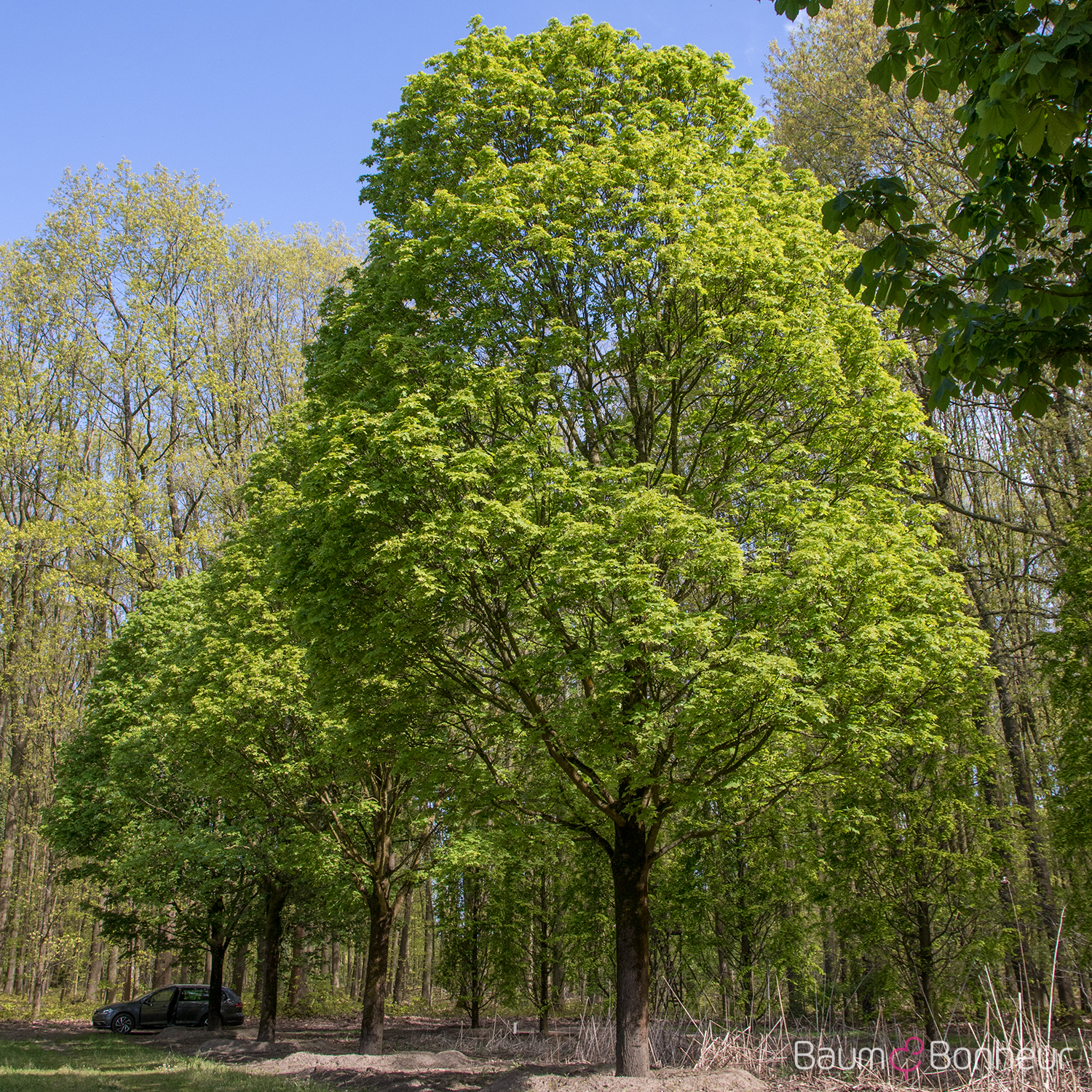 Acer platanoides 'Cleveland'
