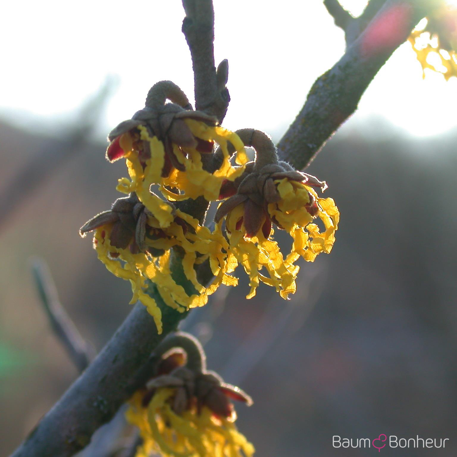 Hamamelis intermedia 'Arnold Promise'