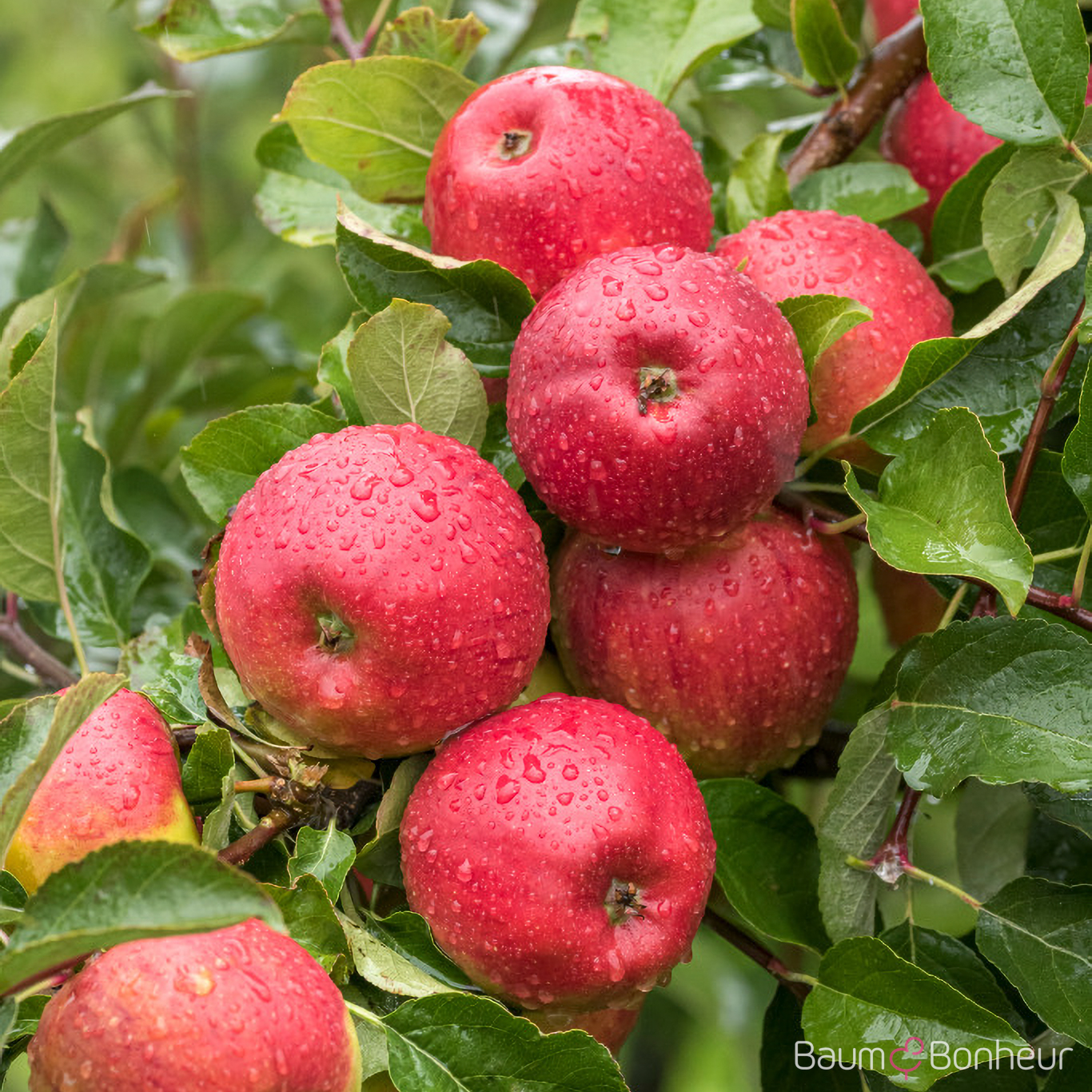 Malus 'Pilot'