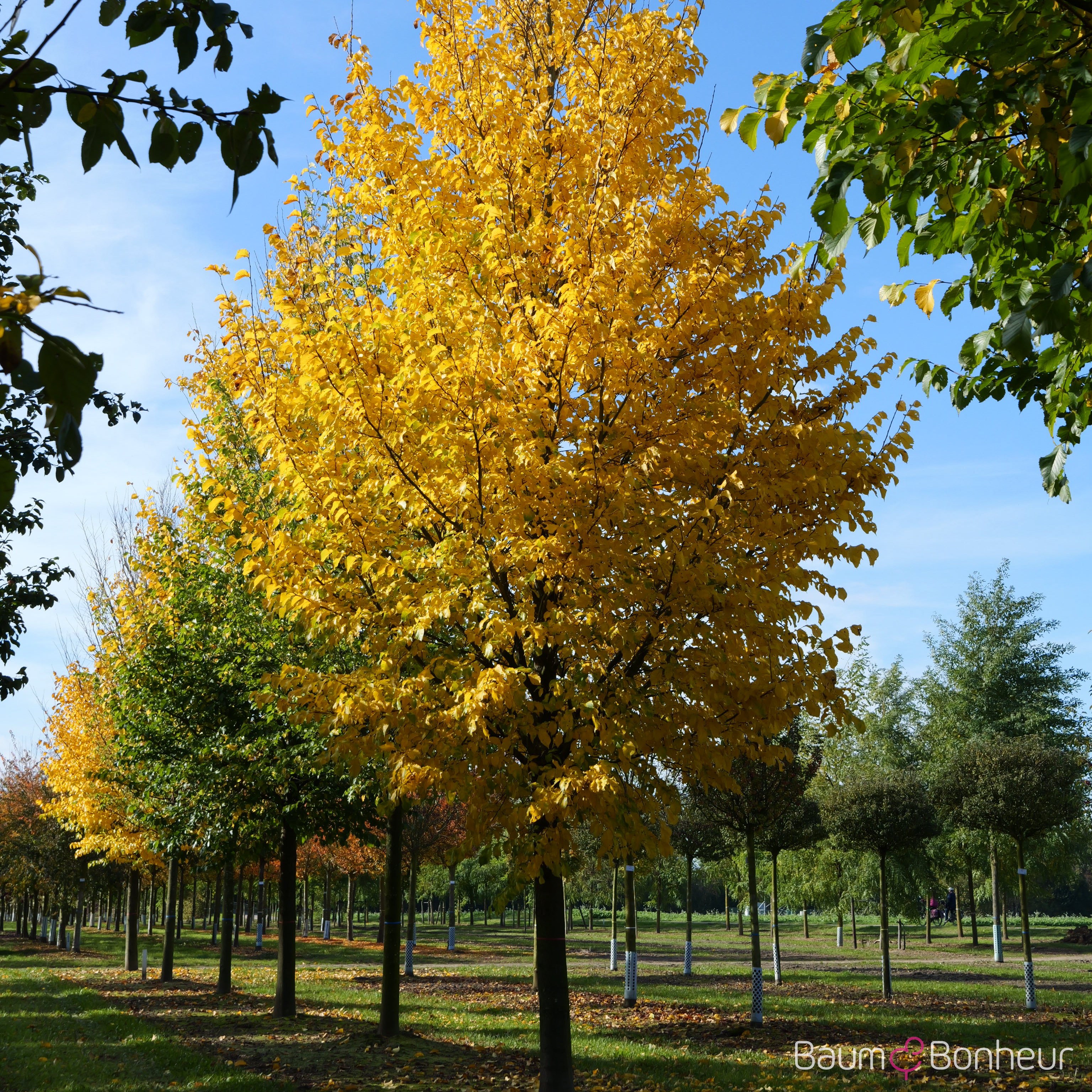 Ulmus hollandica 'Dodoens'