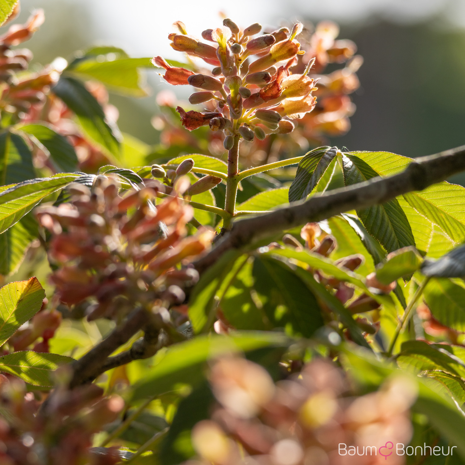 Aesculus pavia