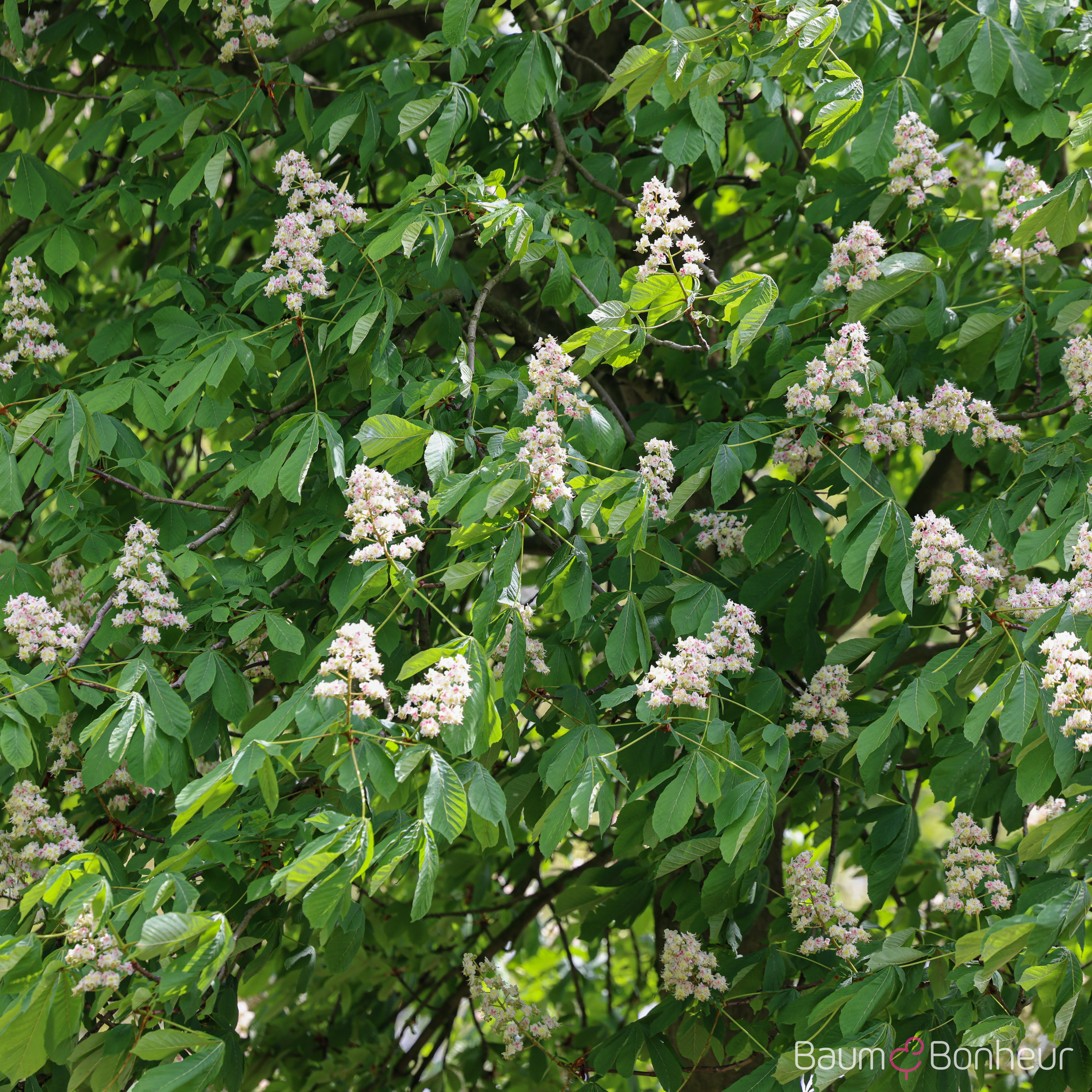 Aesculus hippocastanum
