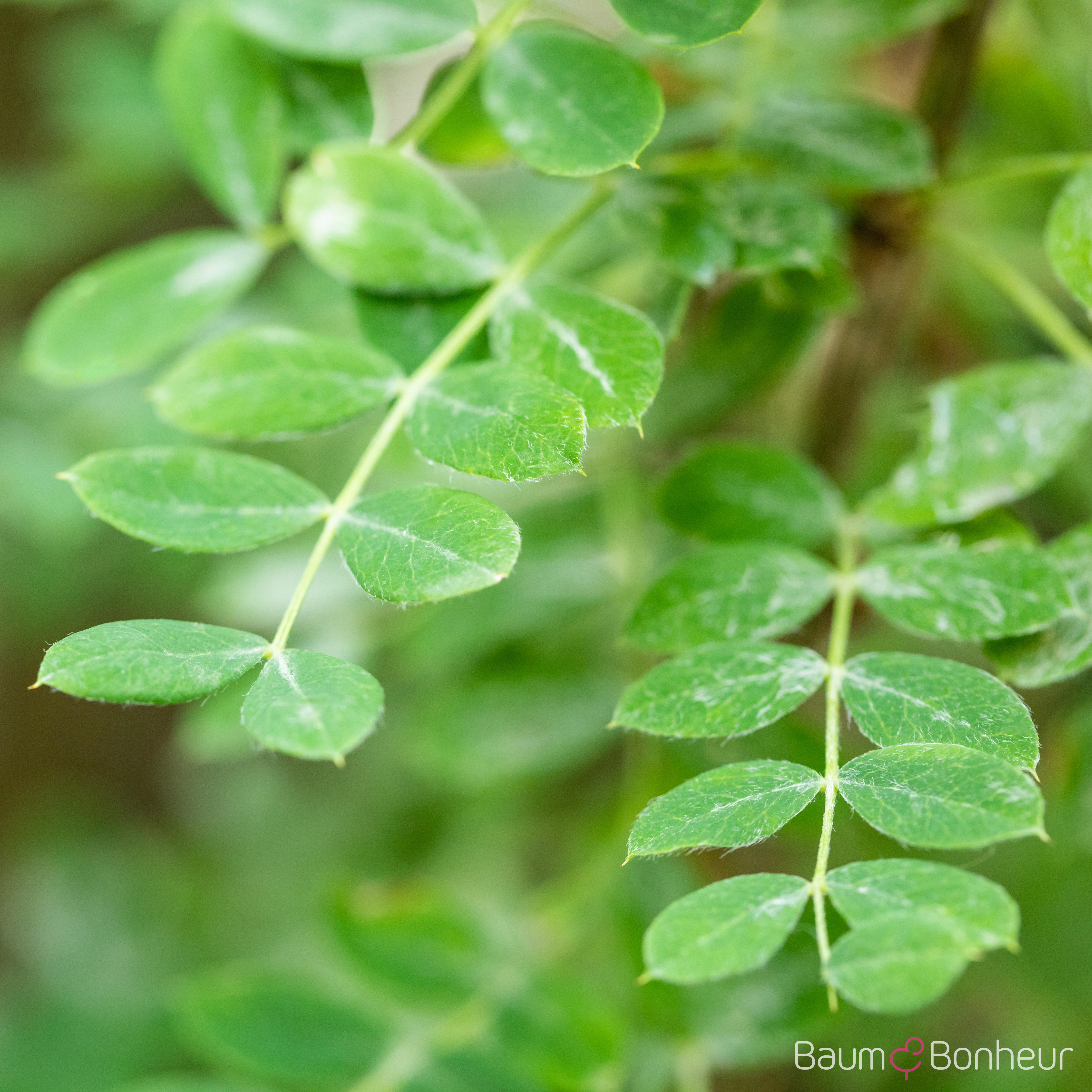 Caragana arborescens