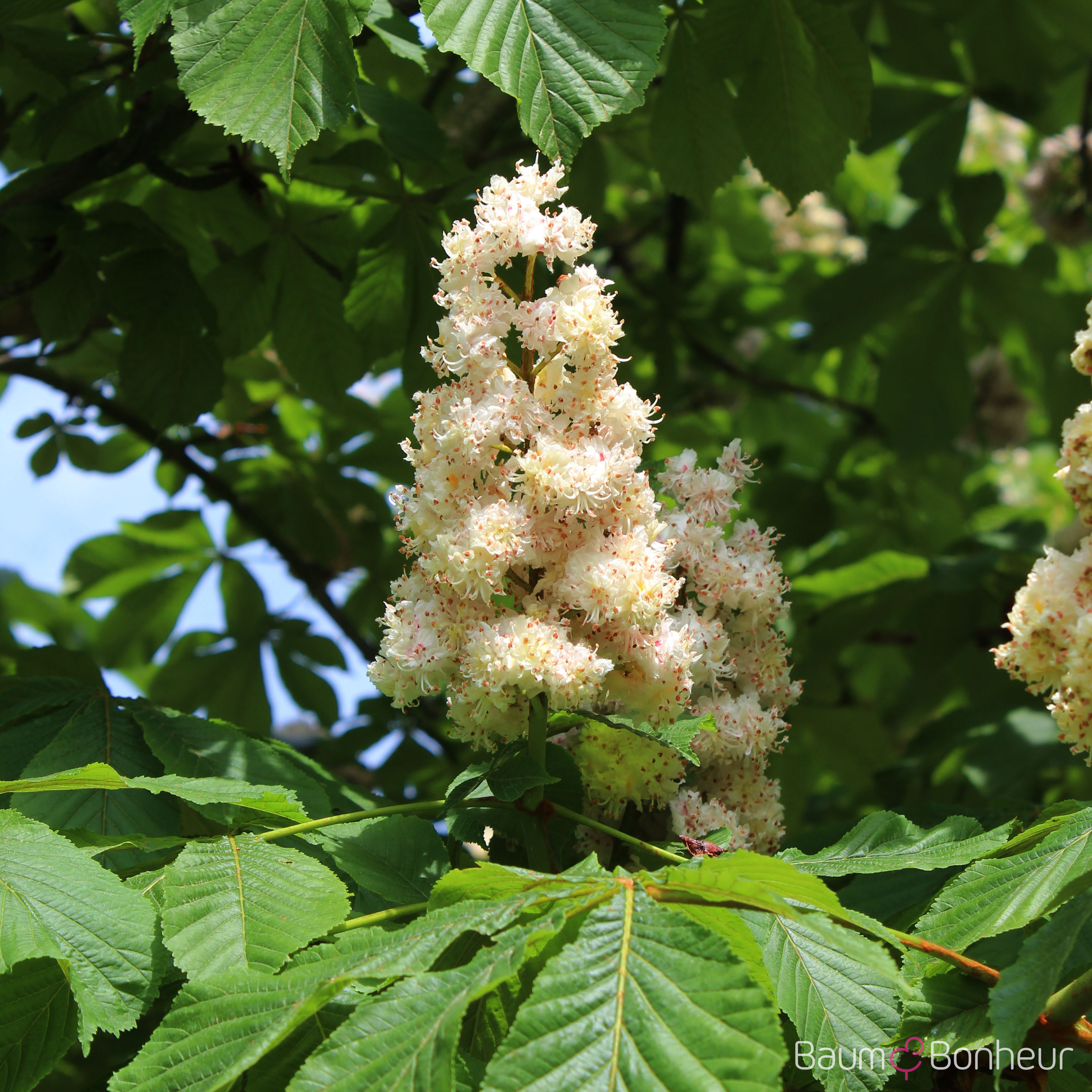 Aesculus hippocastanum 'Baumannii'