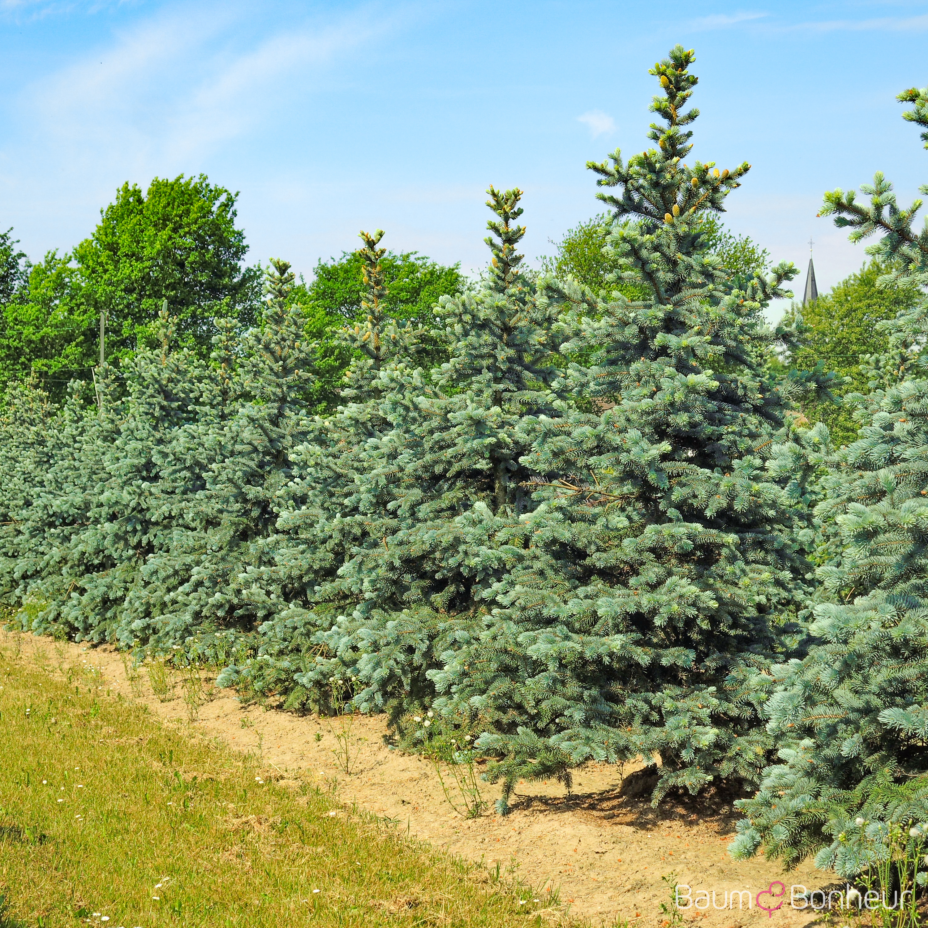Picea pungens 'Oldenburg' -R-