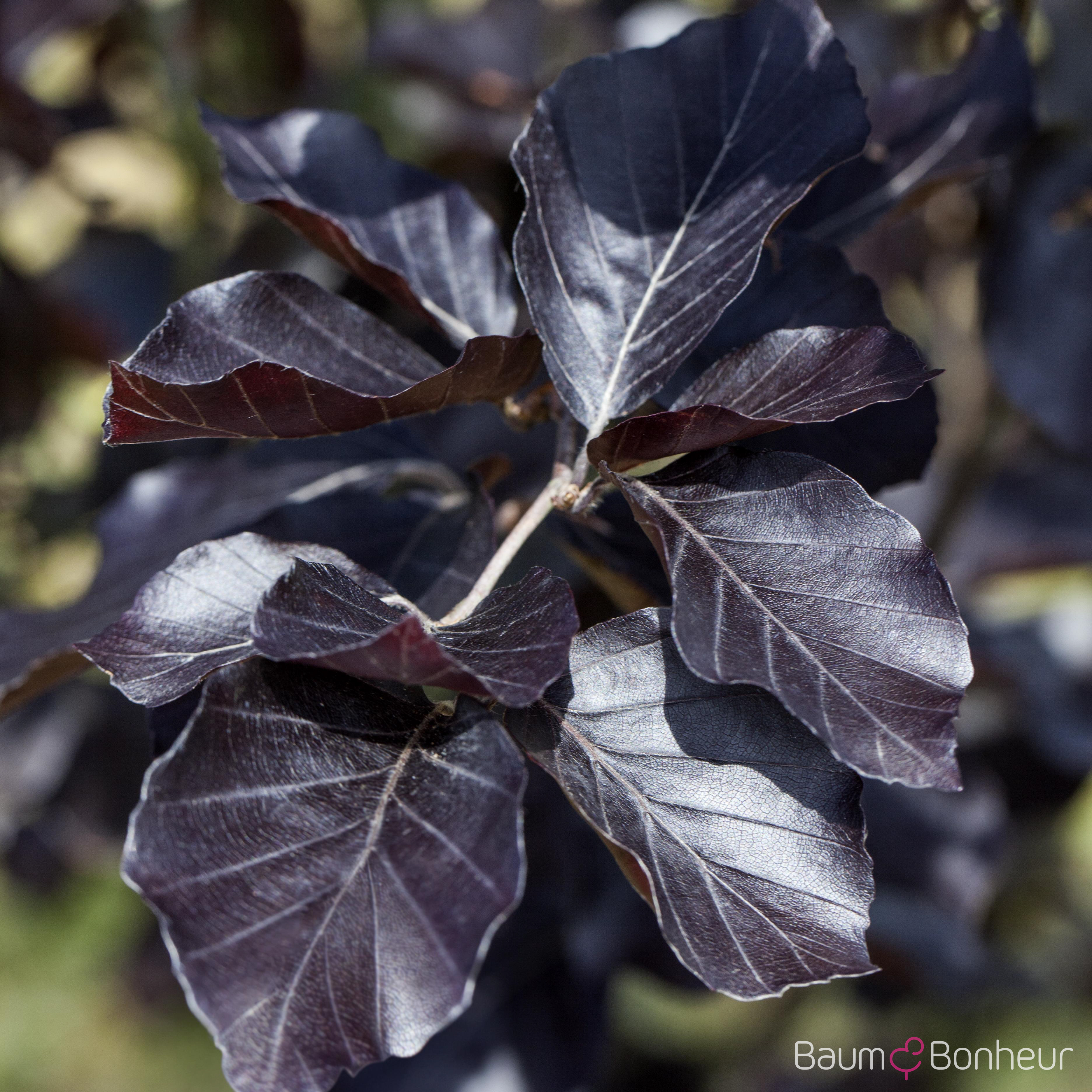 Fagus sylvatica 'Atropunicea'