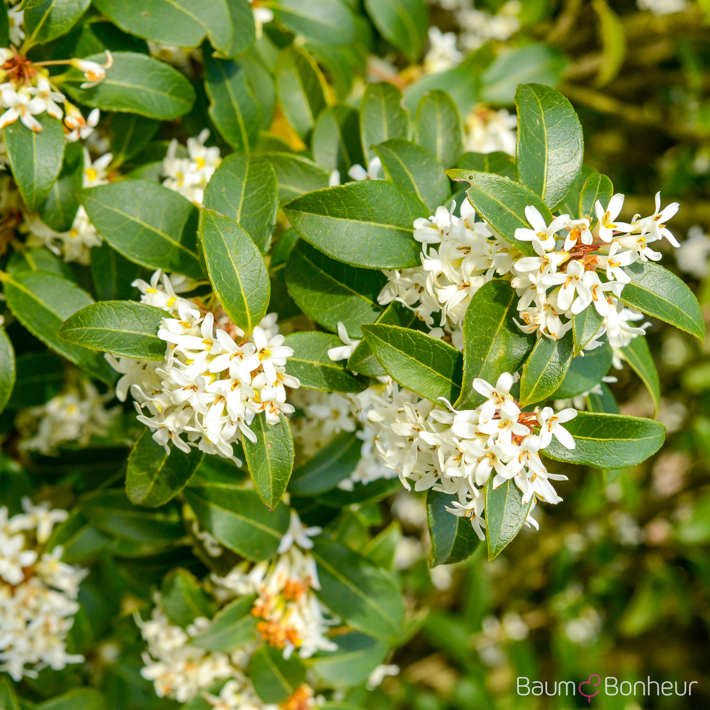 Osmanthus burkwoodii