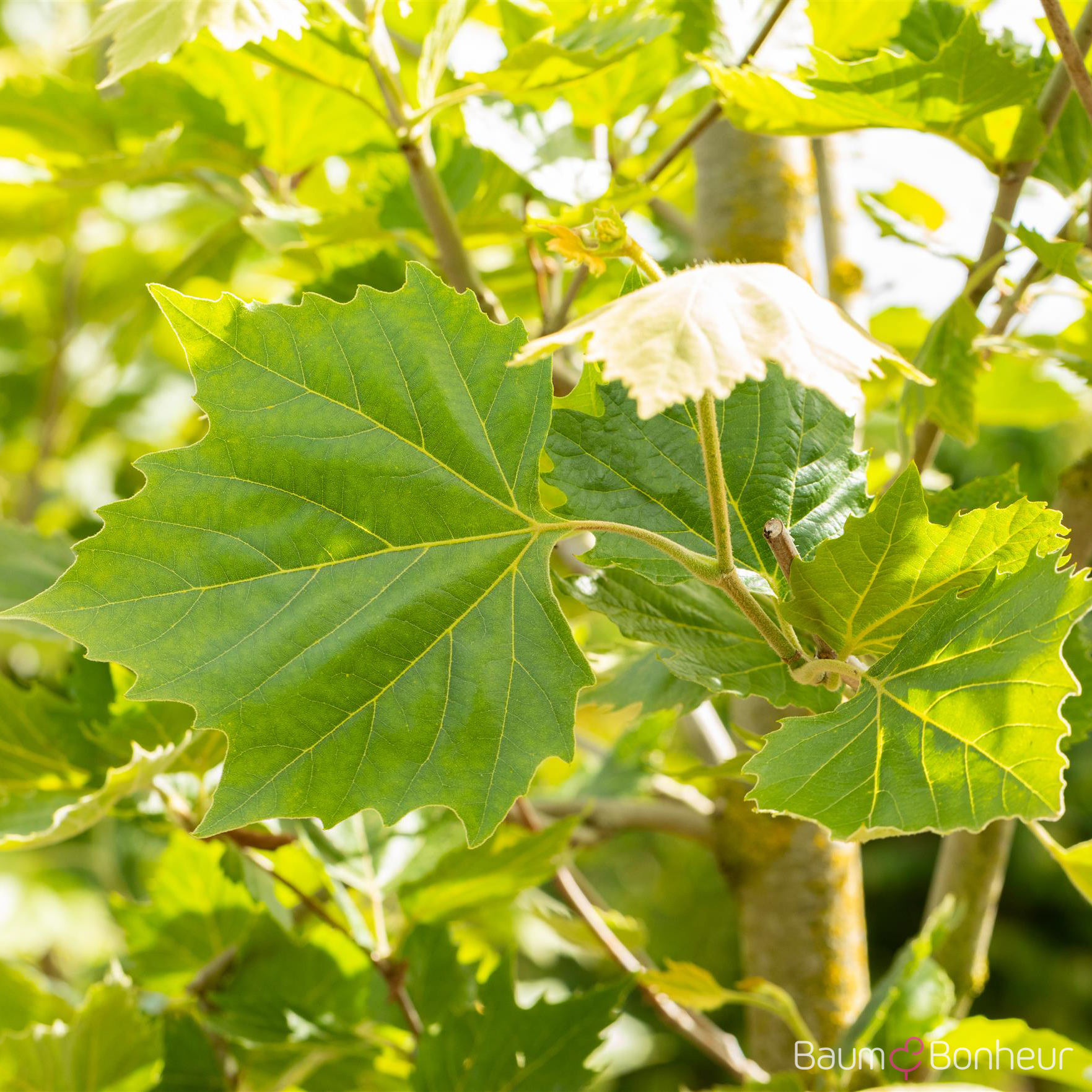 Platanus hispanica 'Alphen's Globe'
