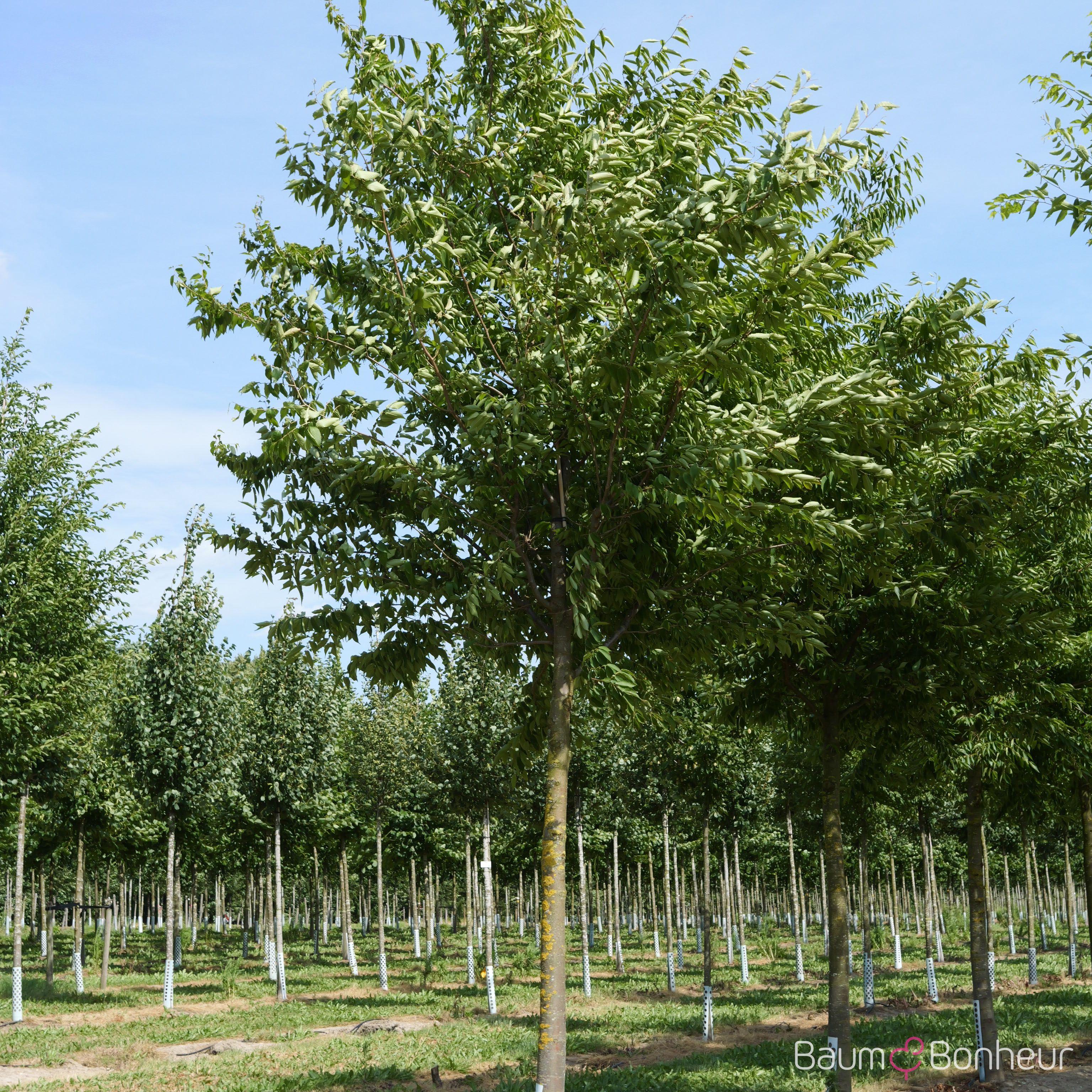 Zelkova serrata