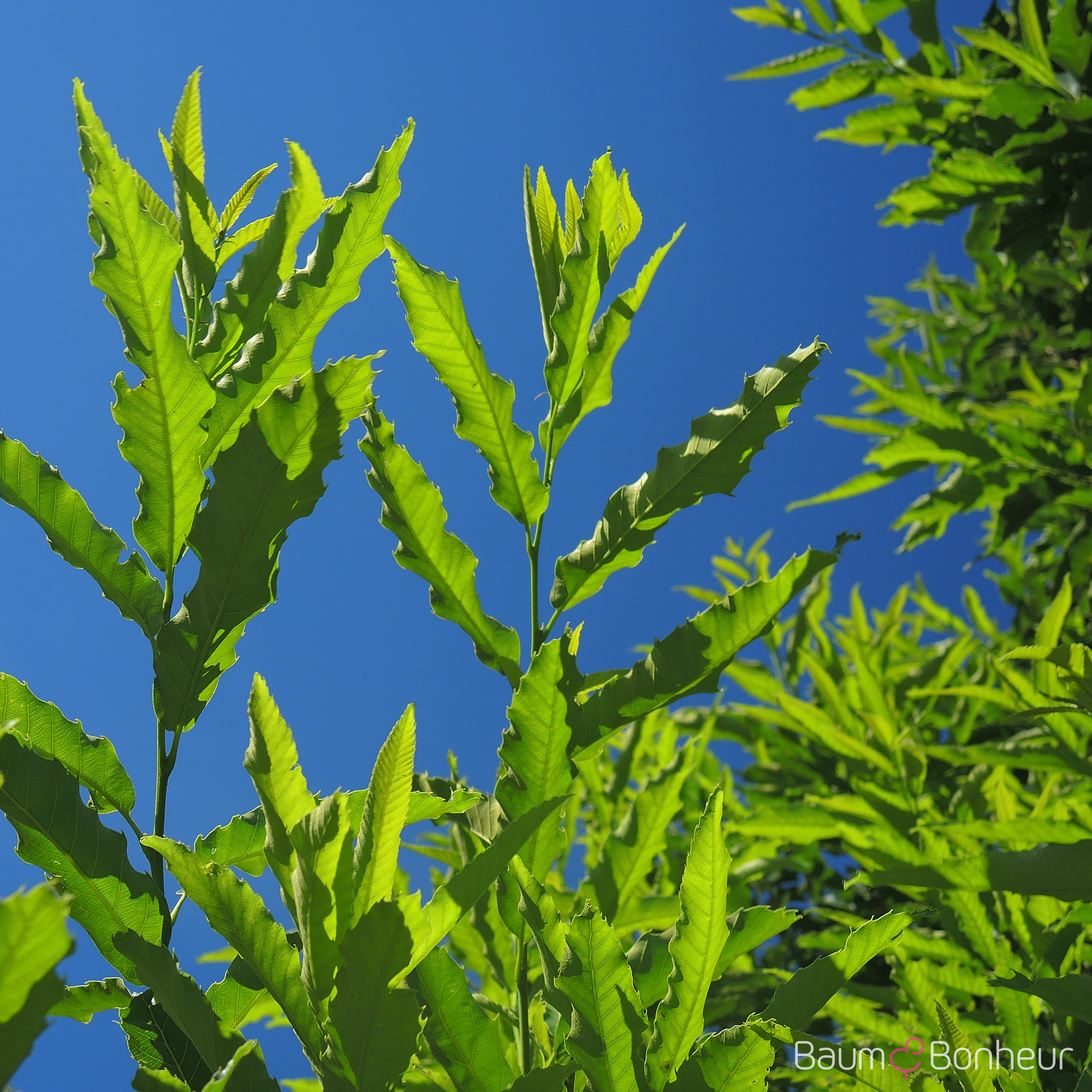 Quercus castaneifolia