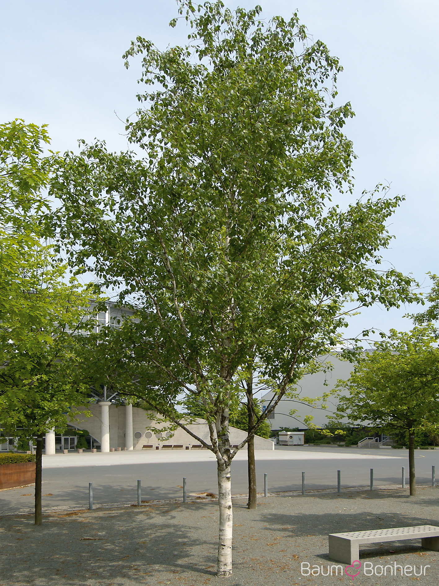 Betula pubescens