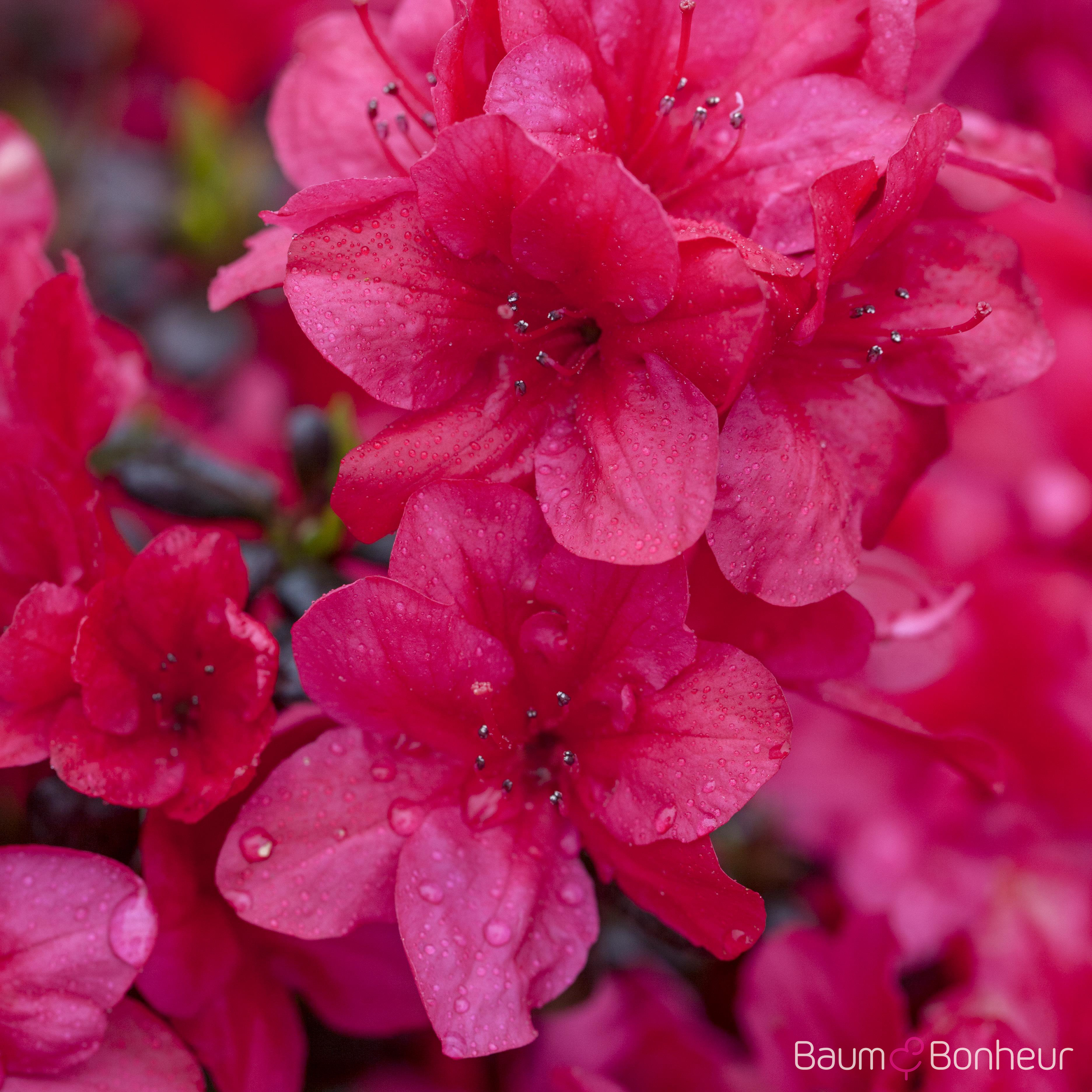 Rhododendron BGA 'Diamant Rot'®