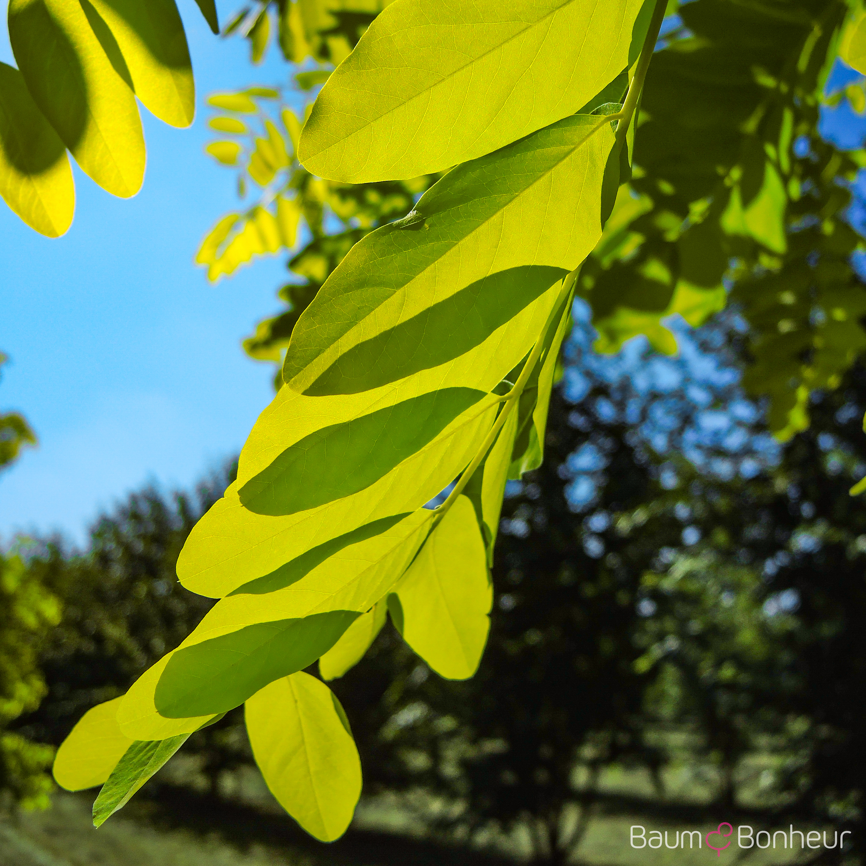 Robinia pseudoacacia 'Frisia'