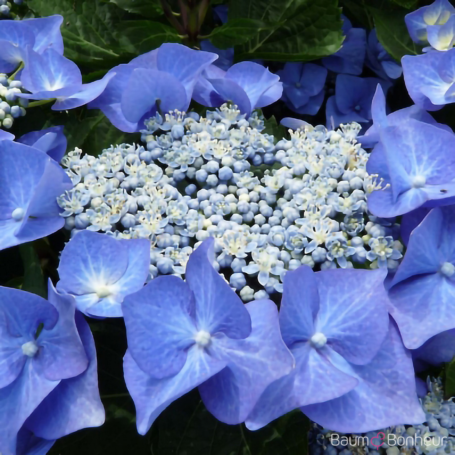 Hydrangea macrophylla 'Blaumeise'