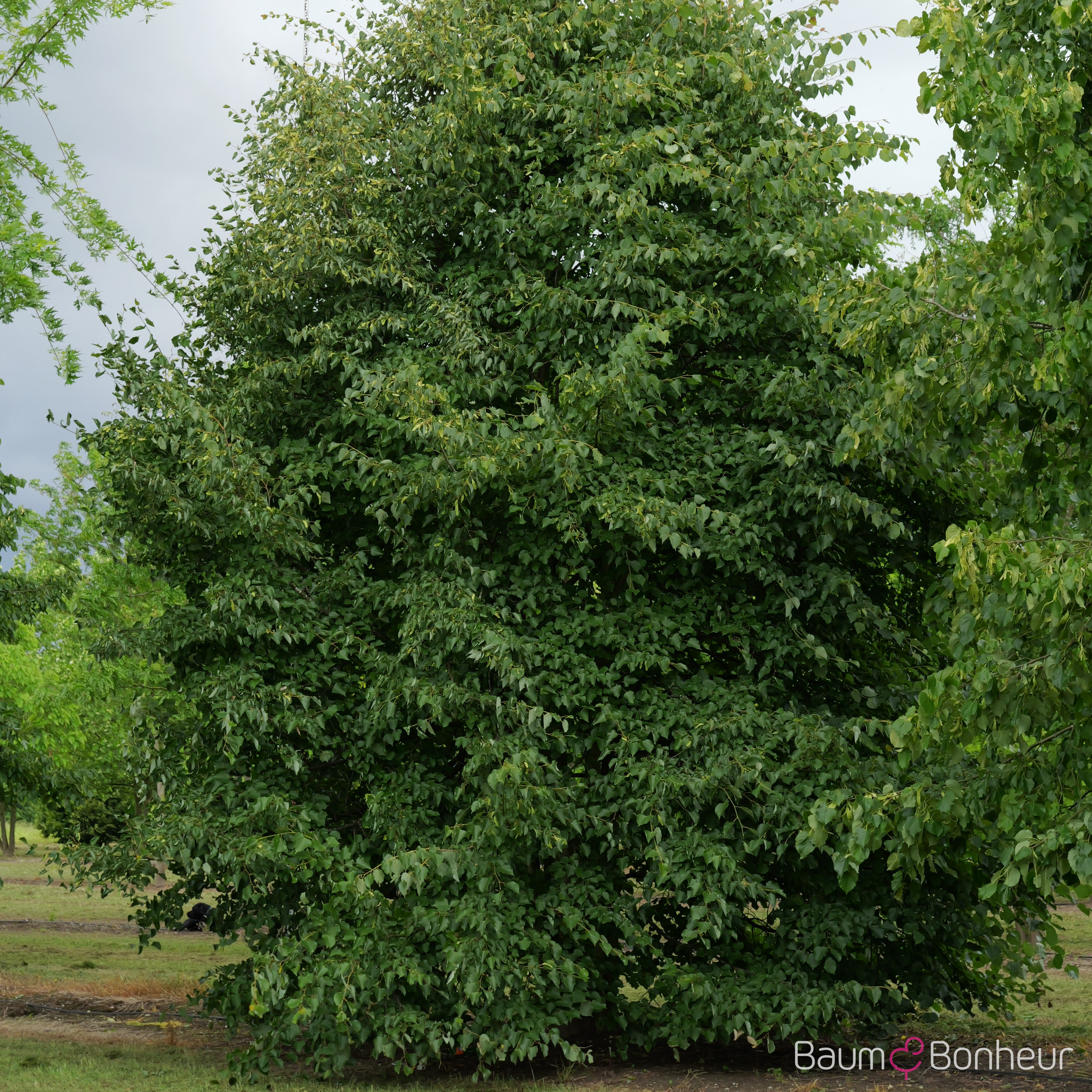 Tilia cordata
