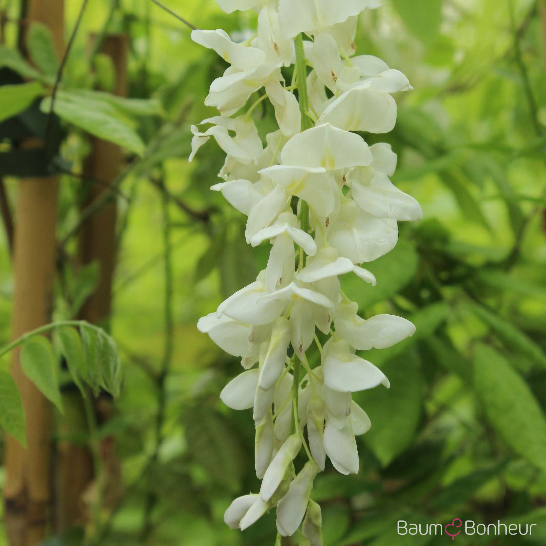 Wisteria sinensis 'Alba'