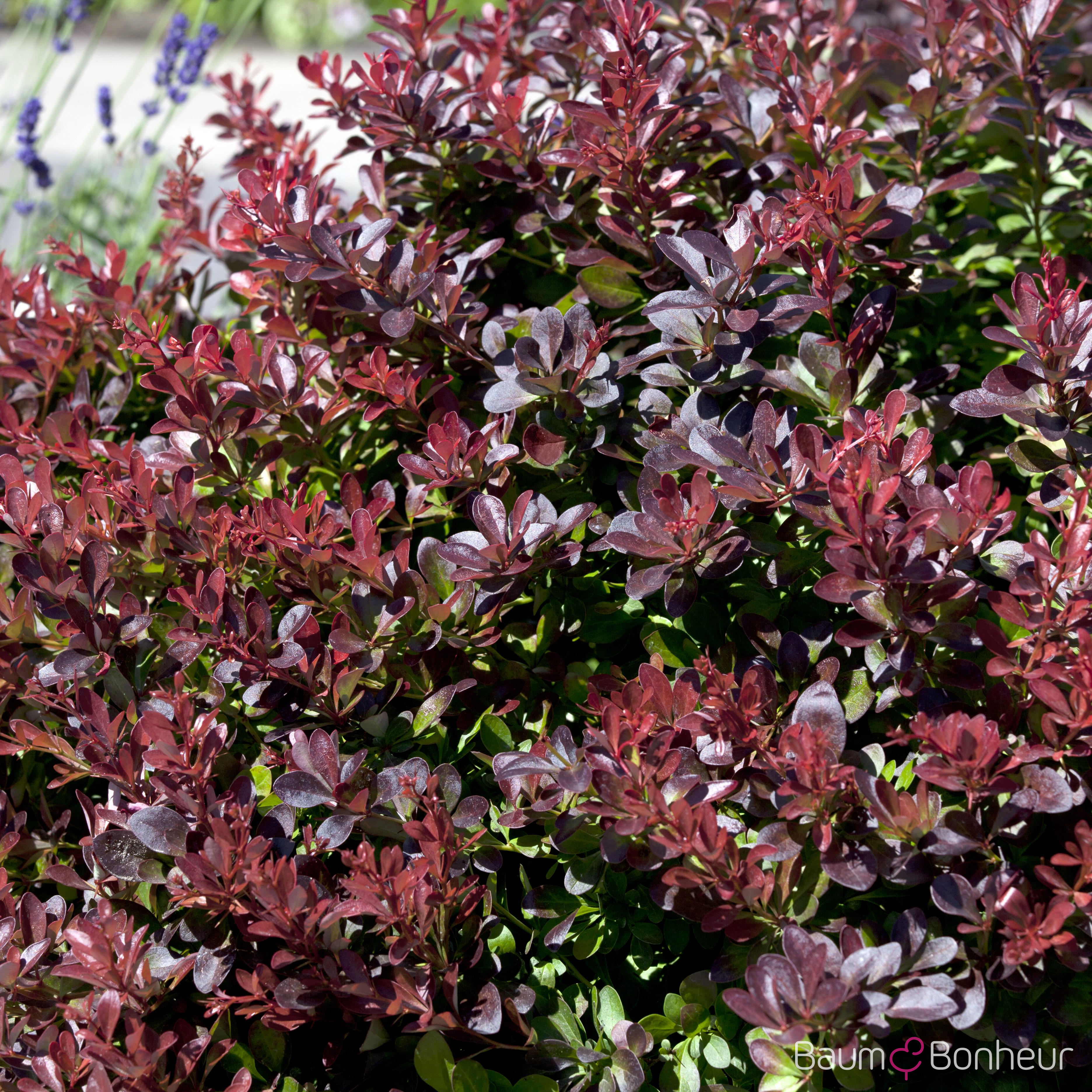 Berberis thunbergii 'Atropurpurea Nana'