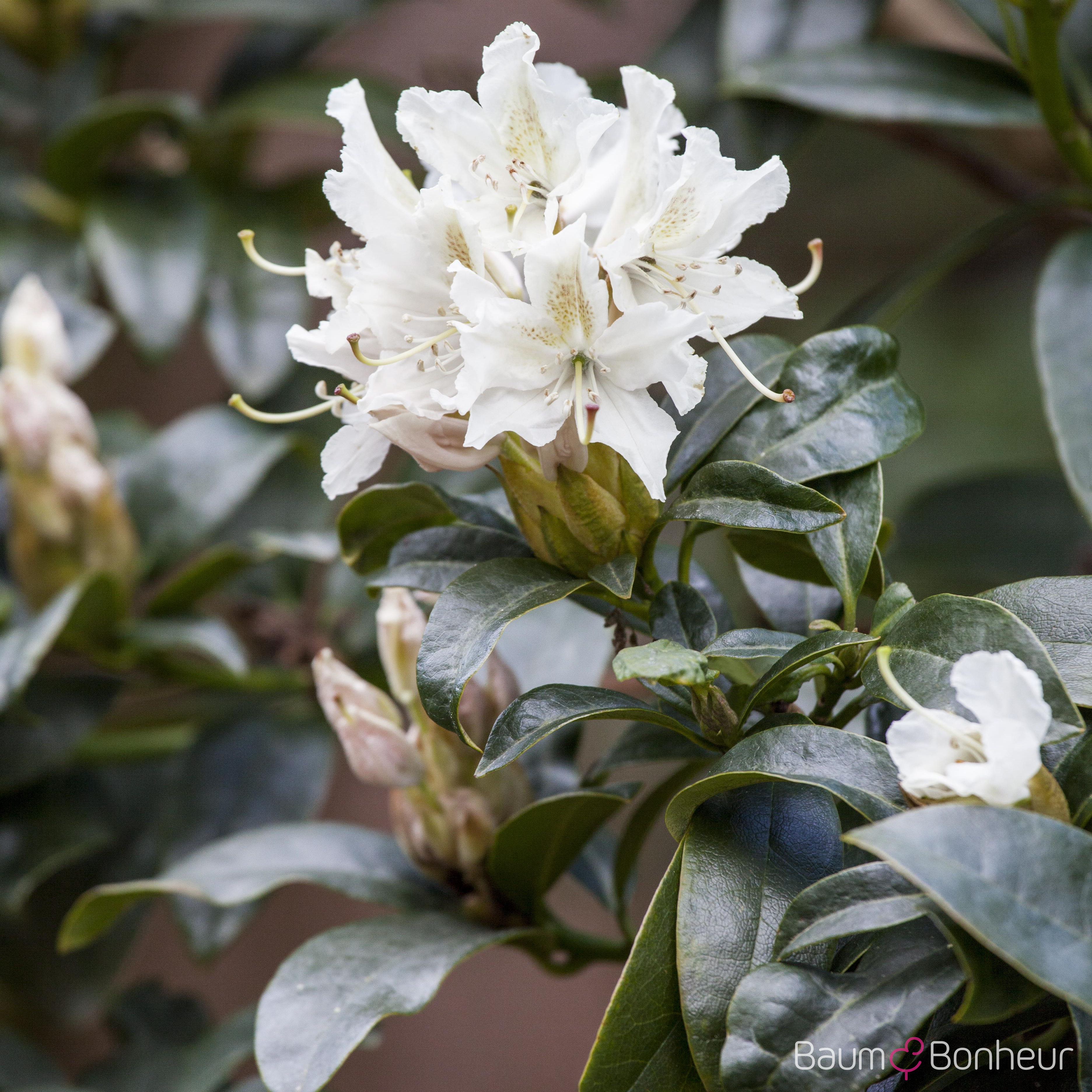 Rhododendron 'Cunningham‘s White'
