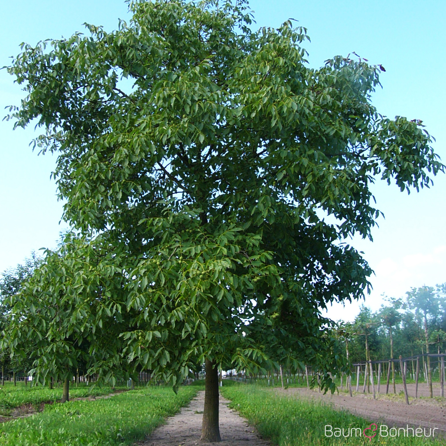 Juglans regia