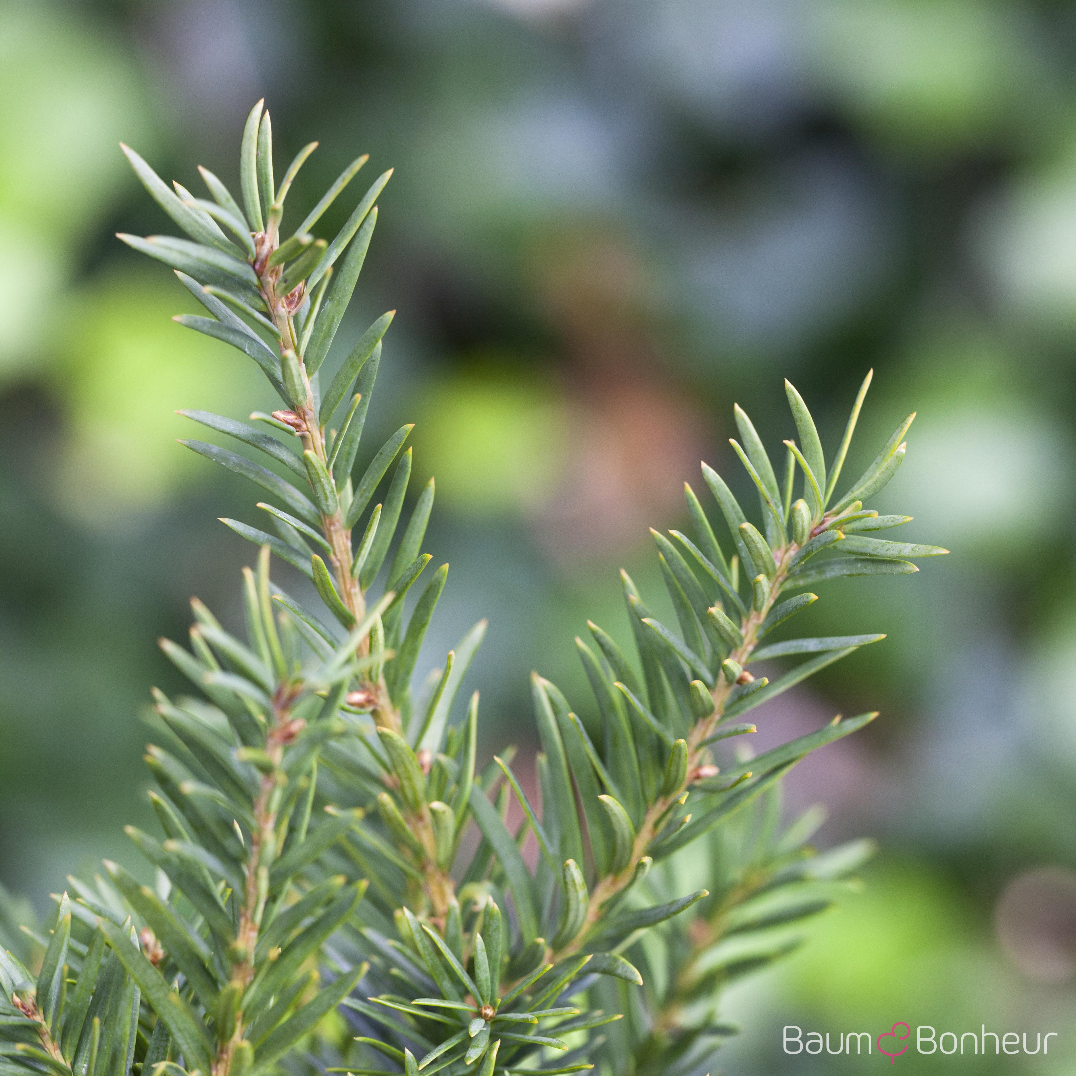 Taxus baccata 'Repandens'