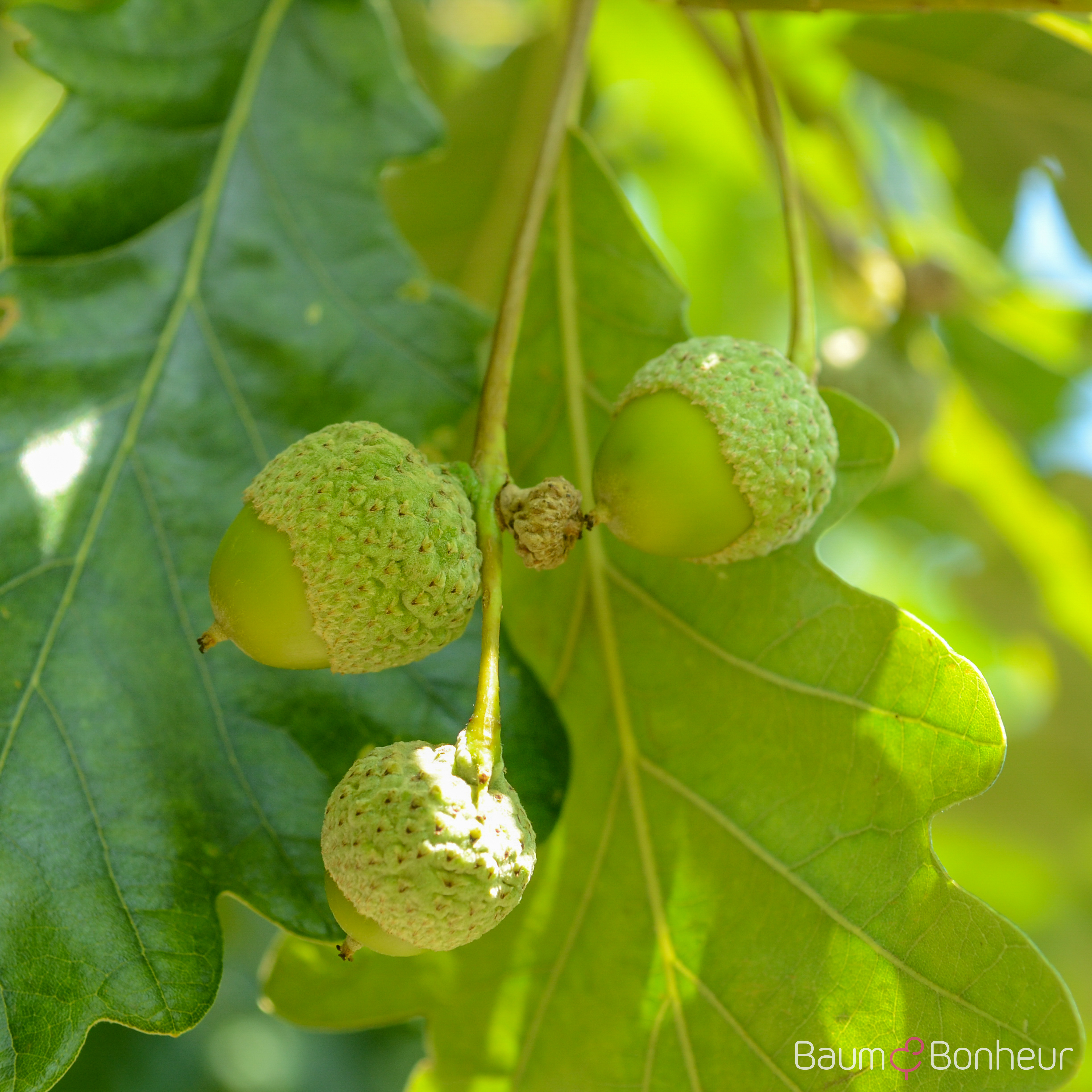 Quercus macdanielii 'Heritage' -R-