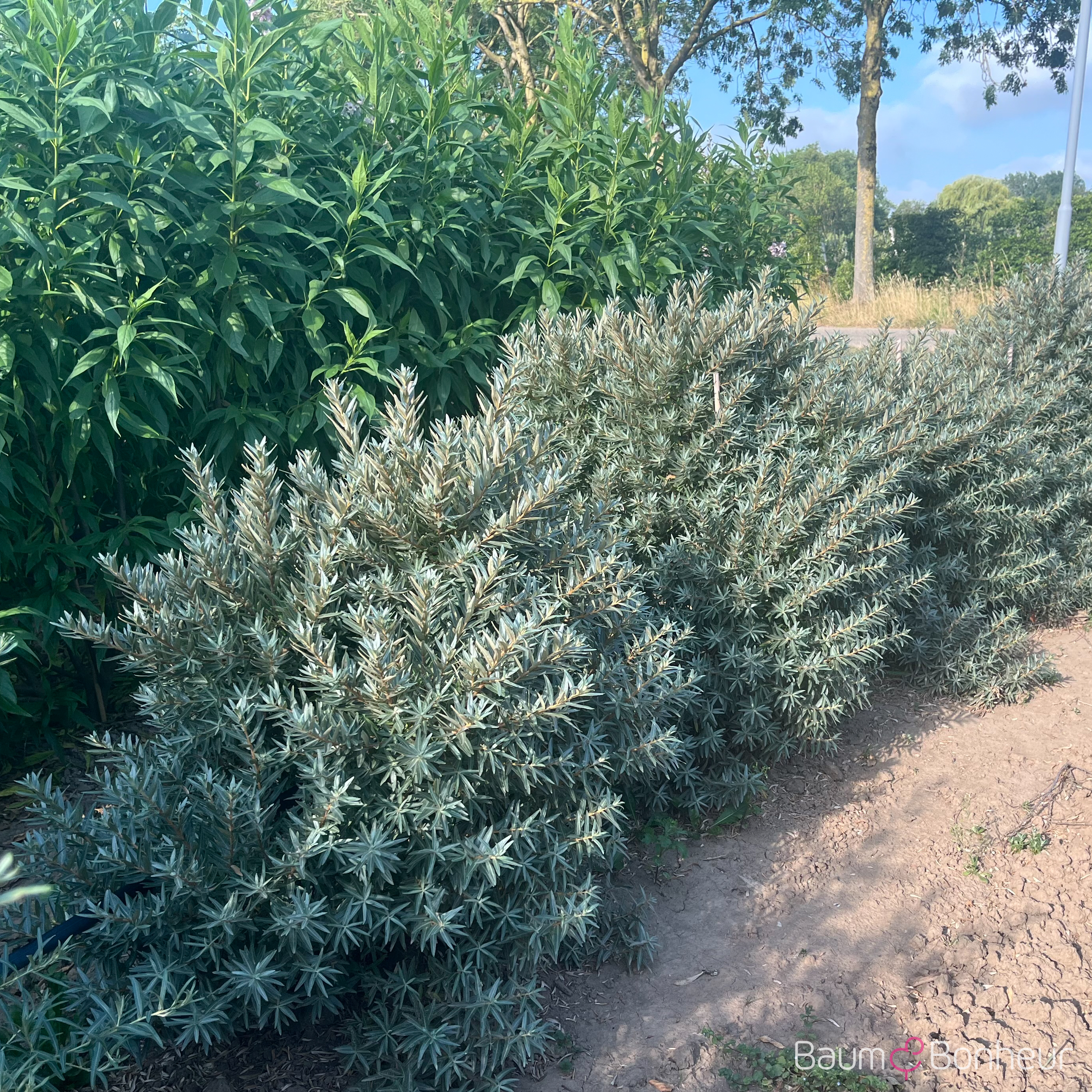 Hippophae rhamnoides 'Hikul'