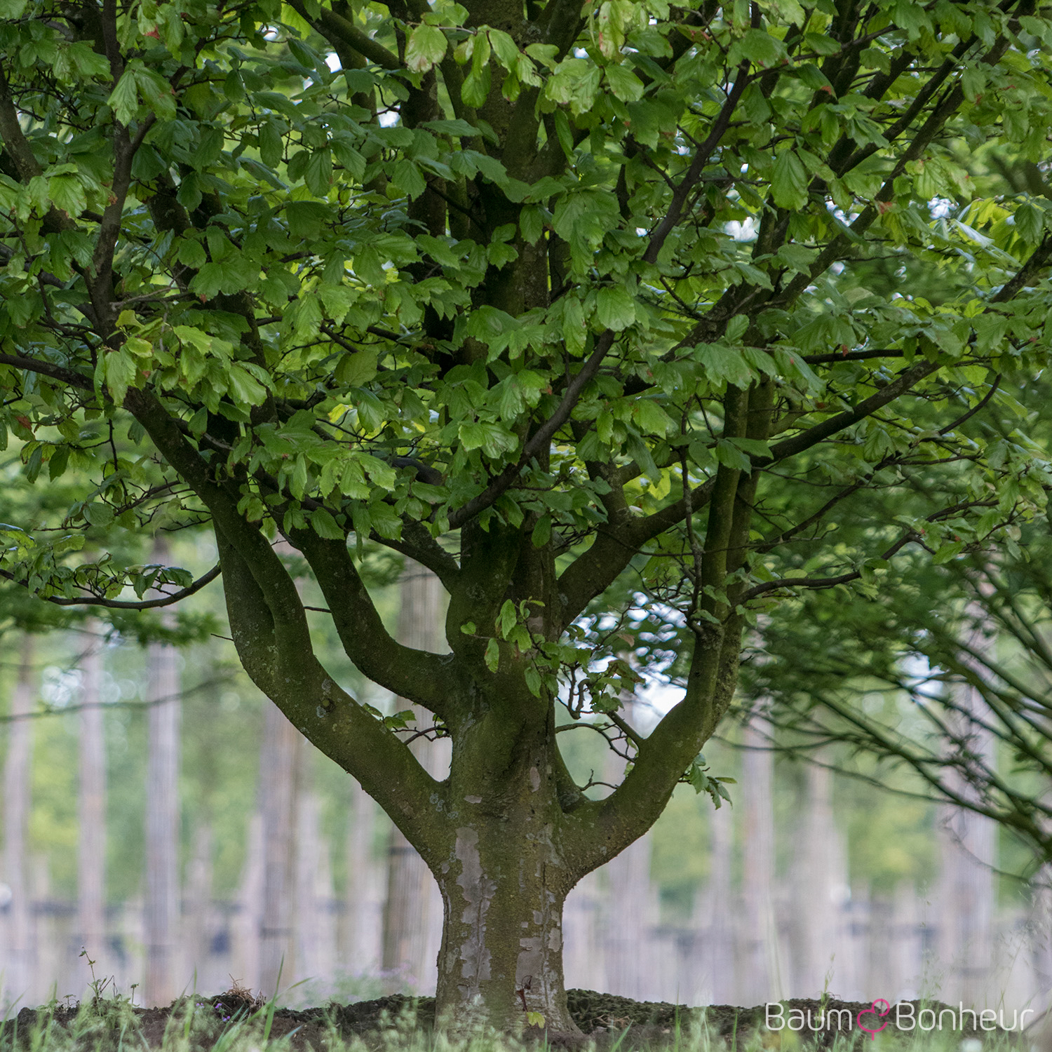 Parrotia persica 'Vanessa'