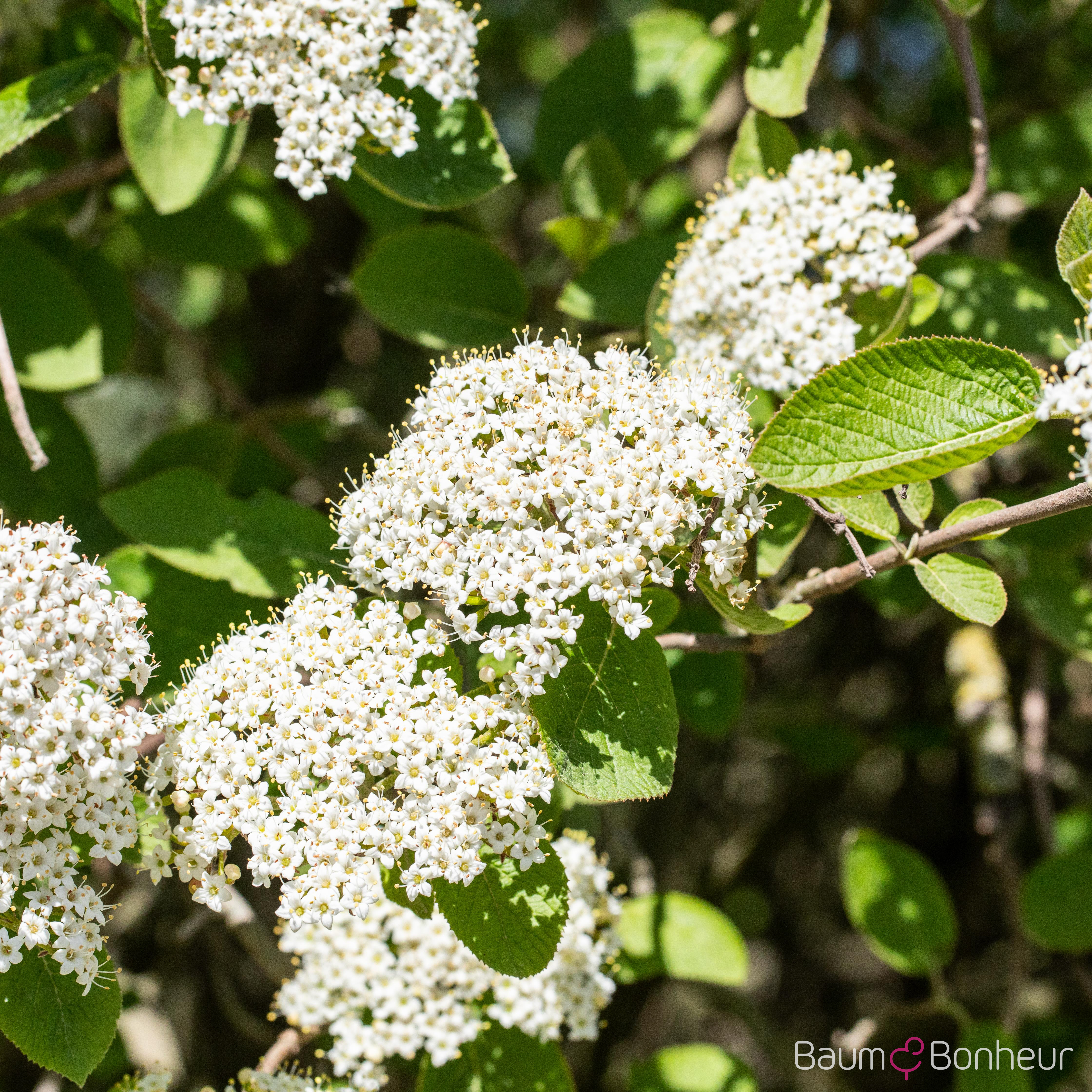 Viburnum lantana