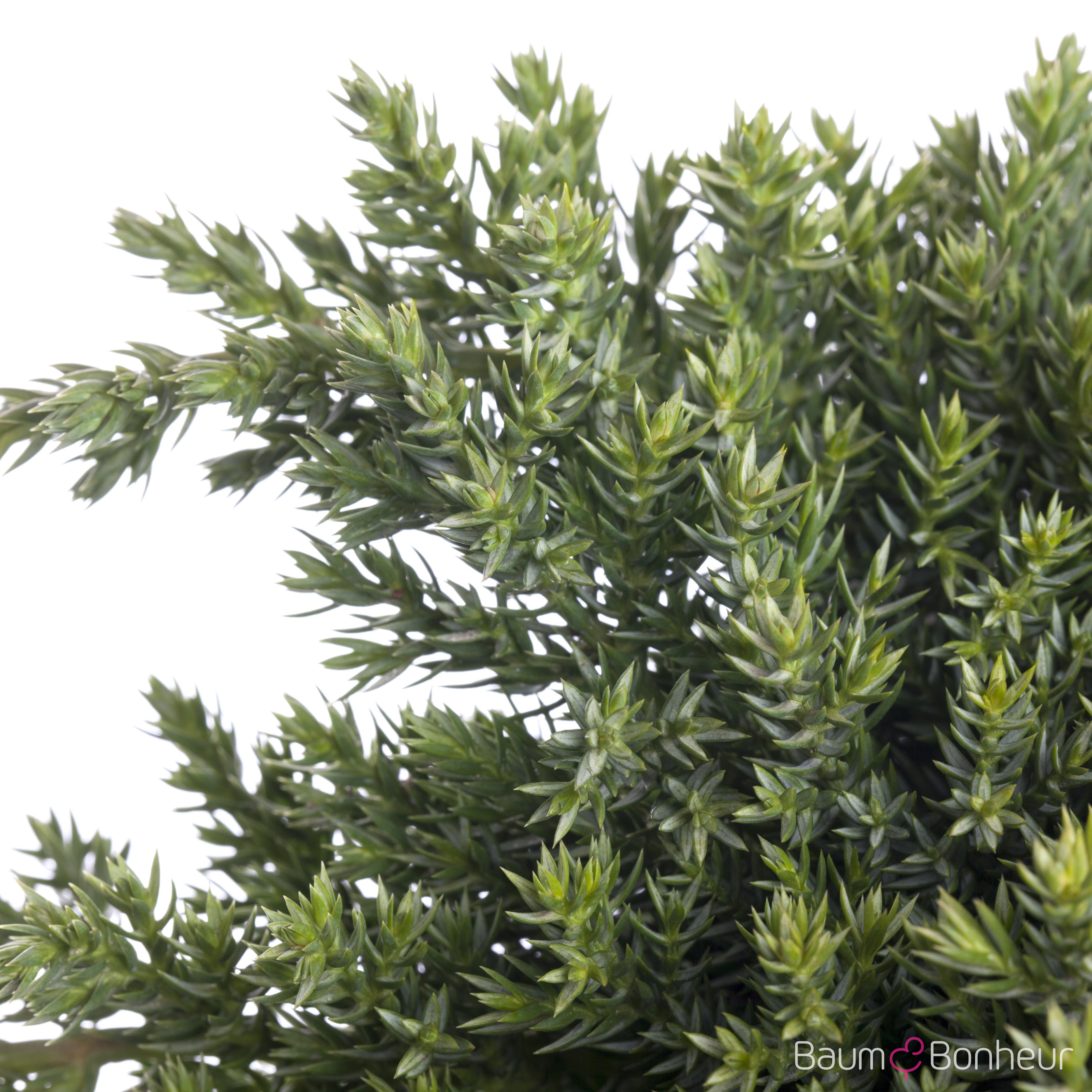 Juniperus procumbens 'Nana'