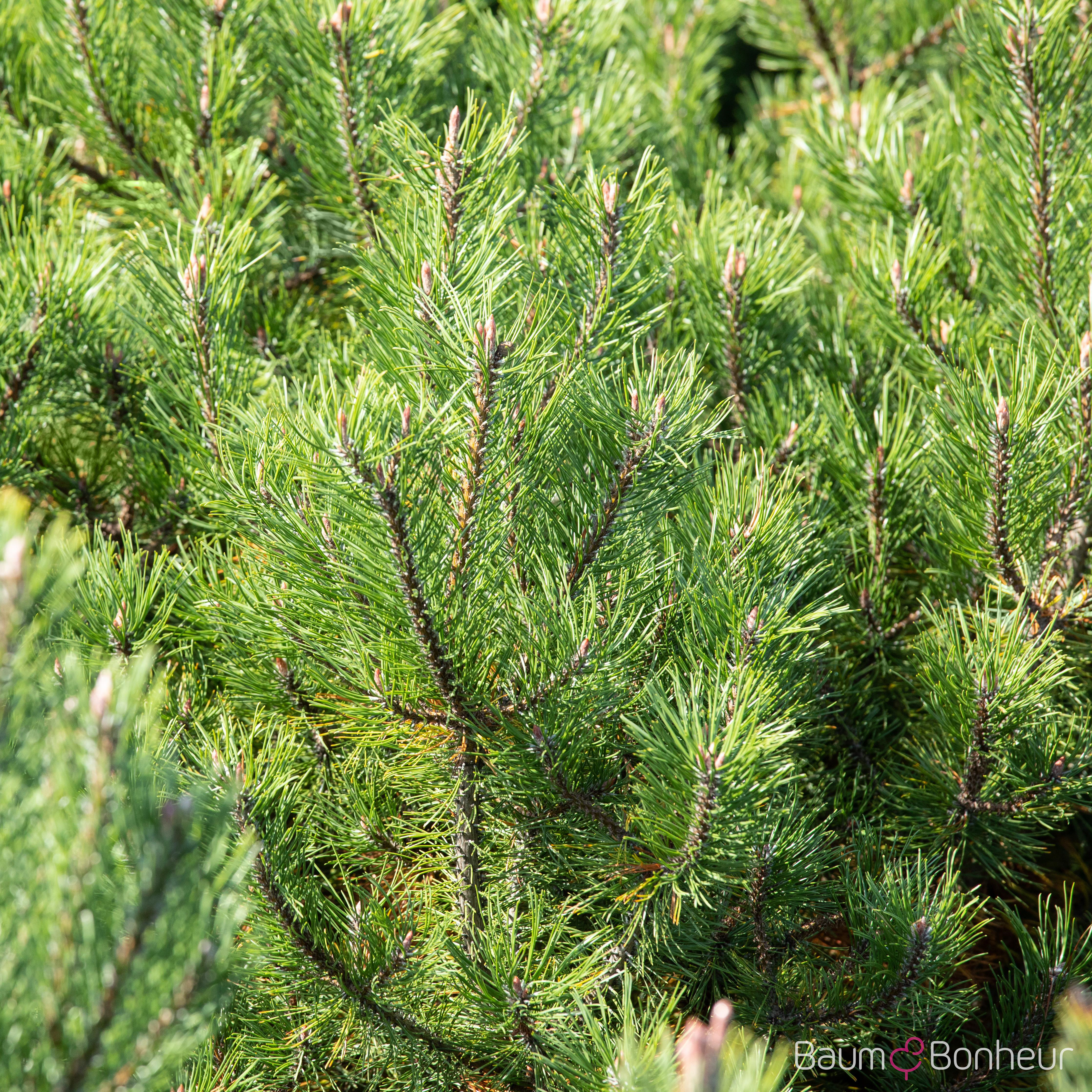Pinus uncinata
