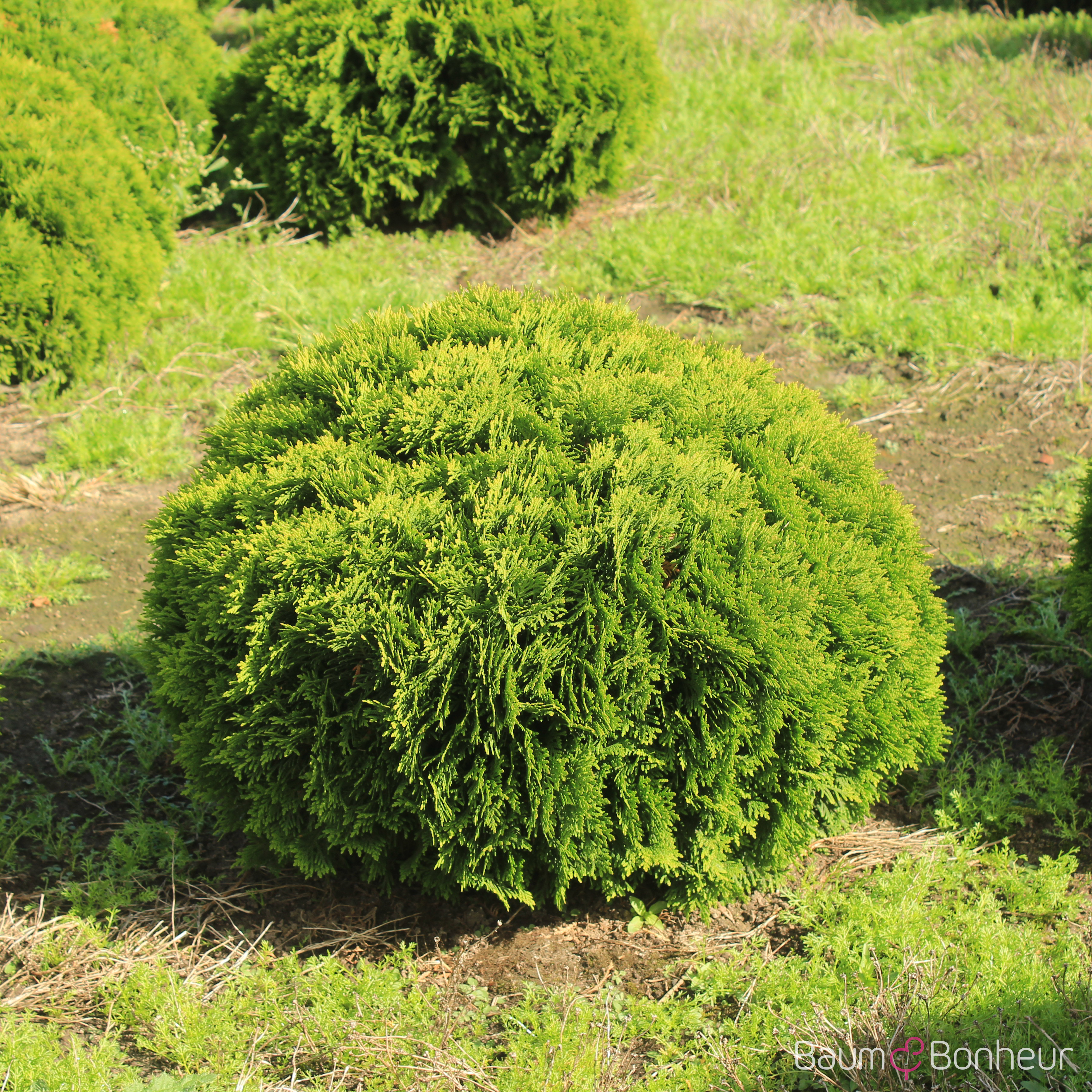 Thuja occidentalis 'Danica'