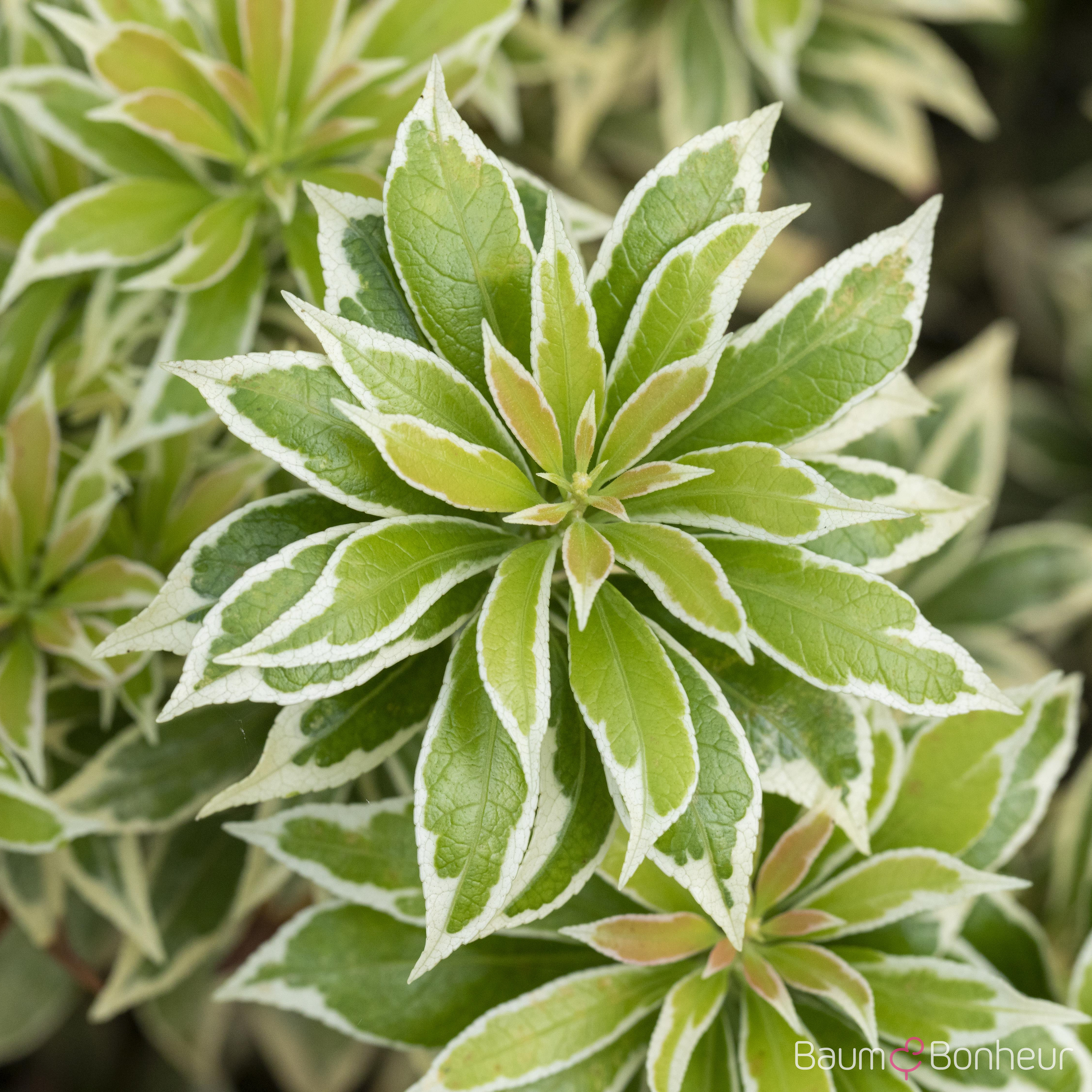 Pieris japonica 'Variegata'
