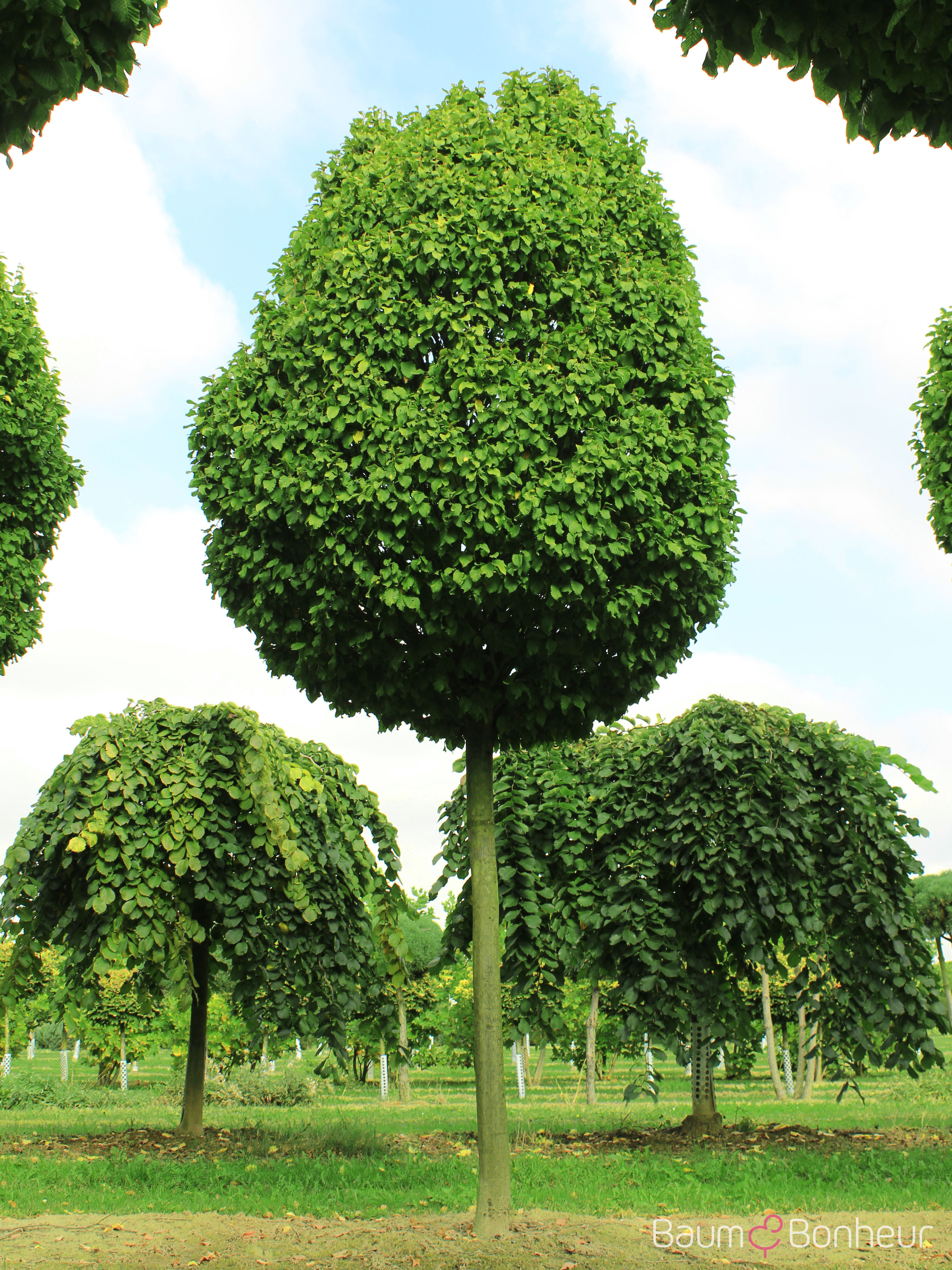 Carpinus betulus 'Fastigiata Monument'