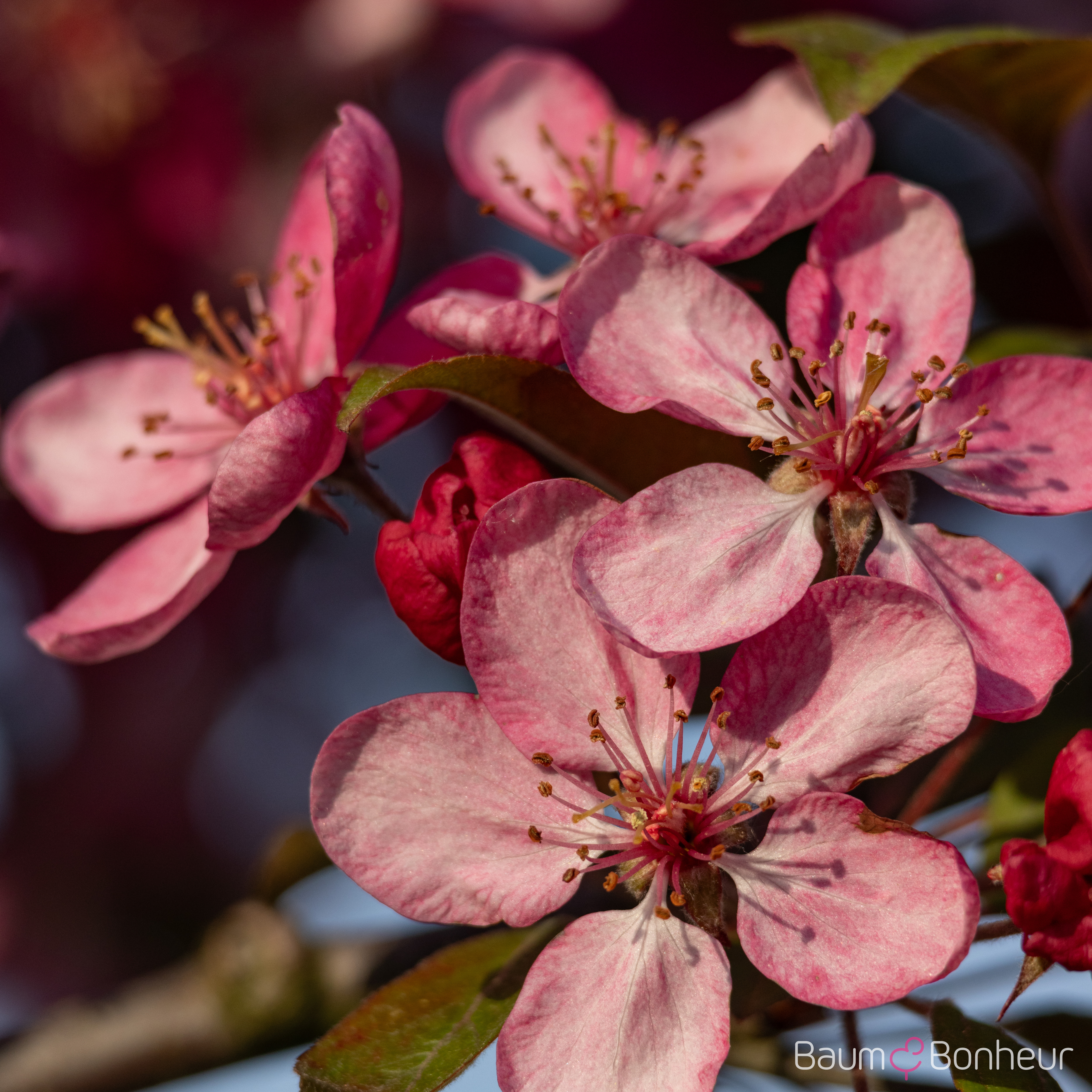 Malus 'Coccinella'
