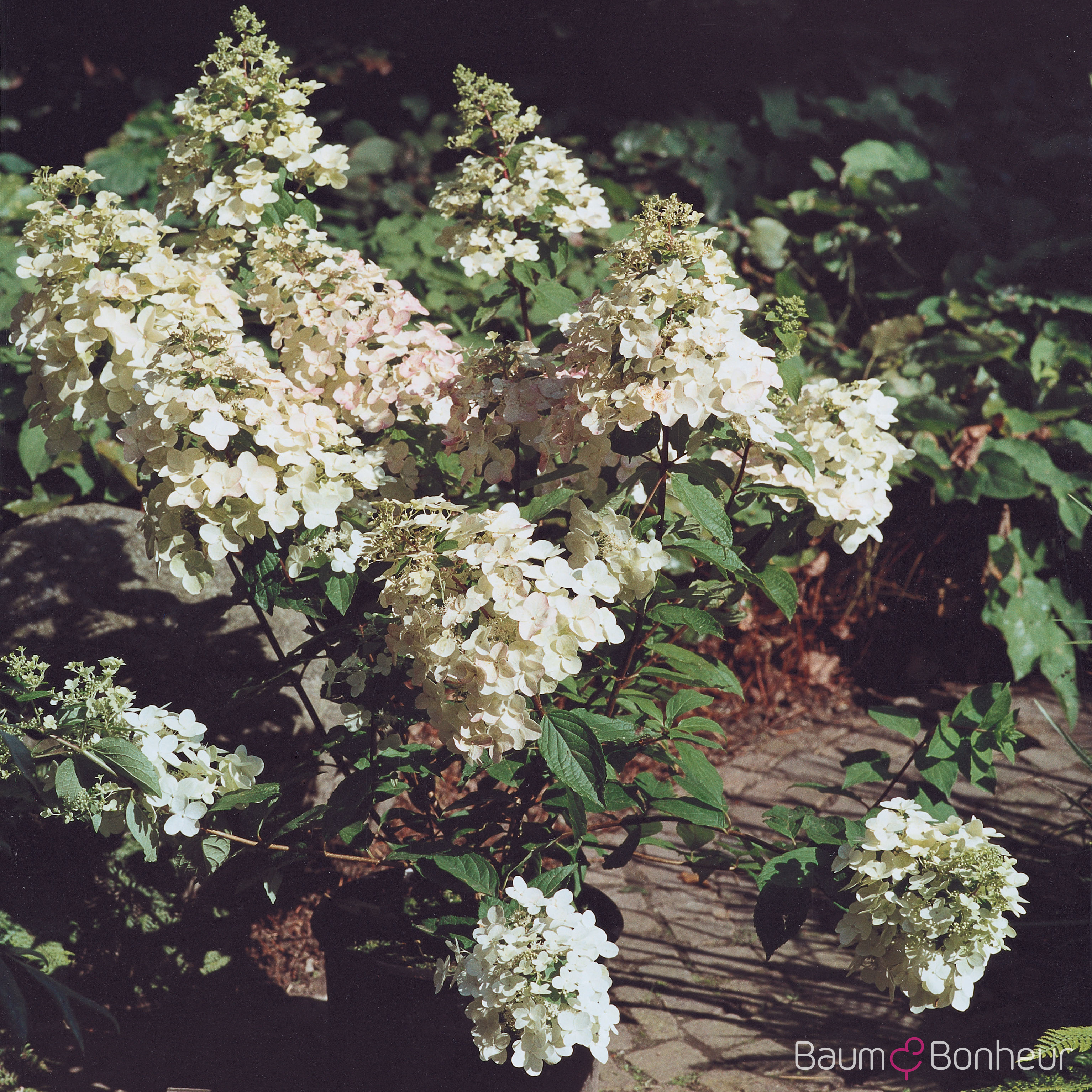 Hydrangea paniculata 'Unique'