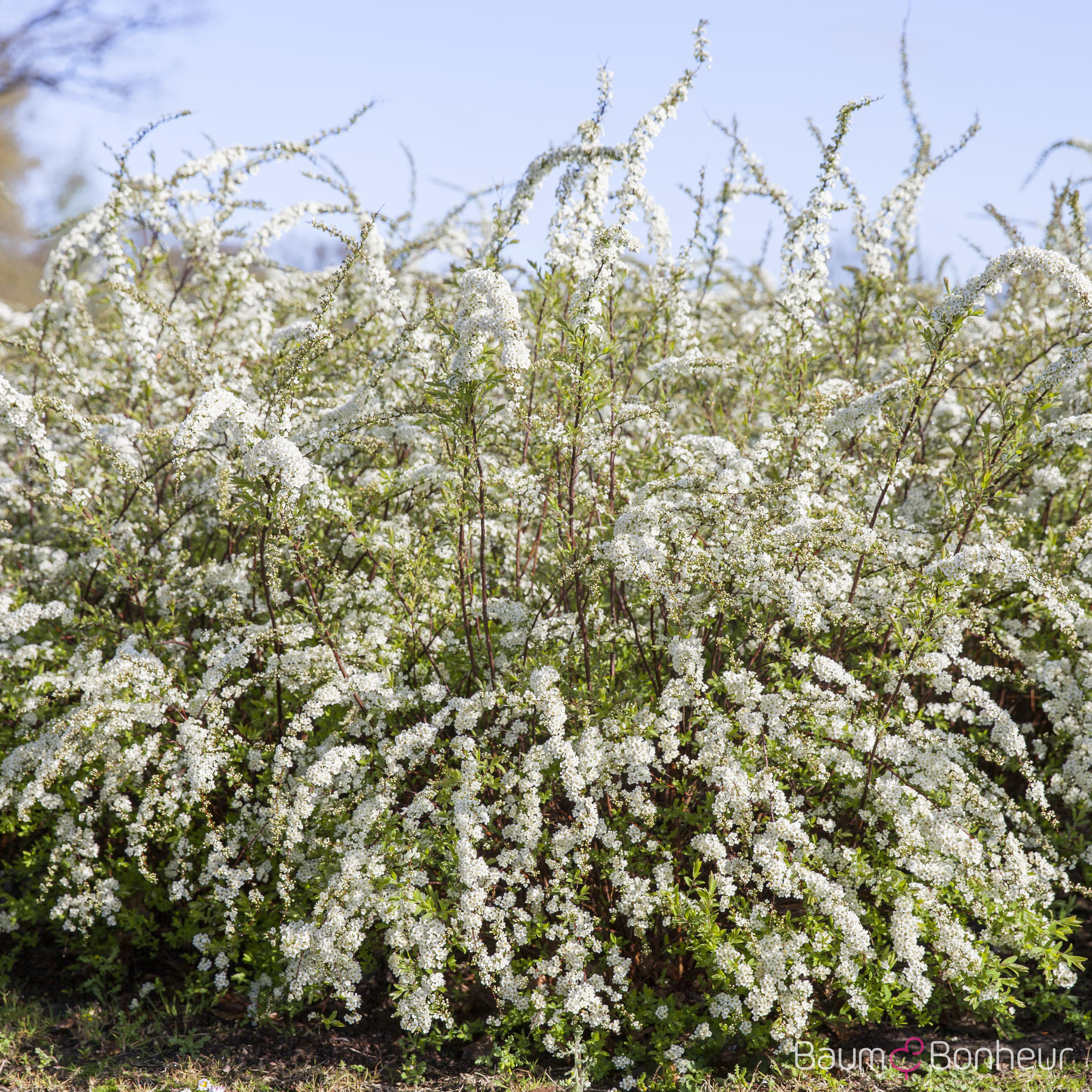 Spiraea x vanhouttei