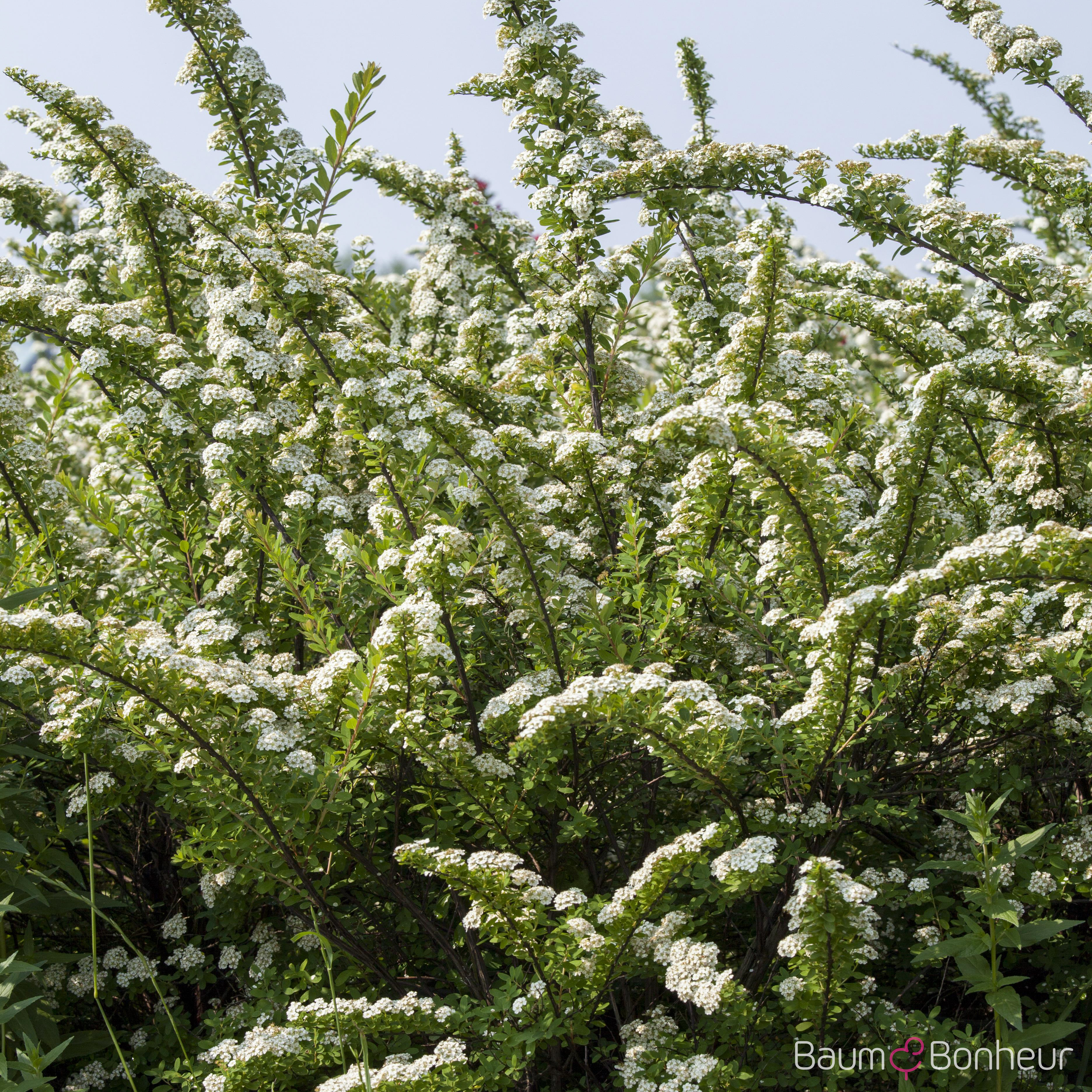 Spiraea nipponica 'Snowmound'