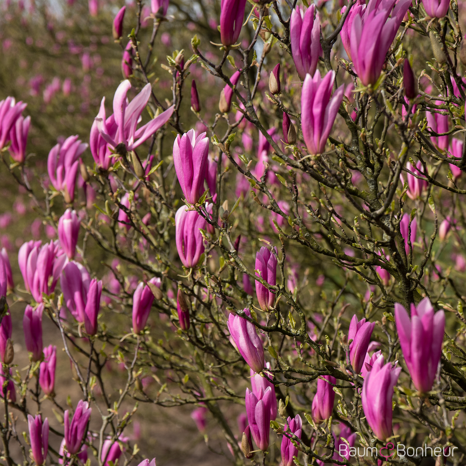 Magnolia liliflora 'Nigra'