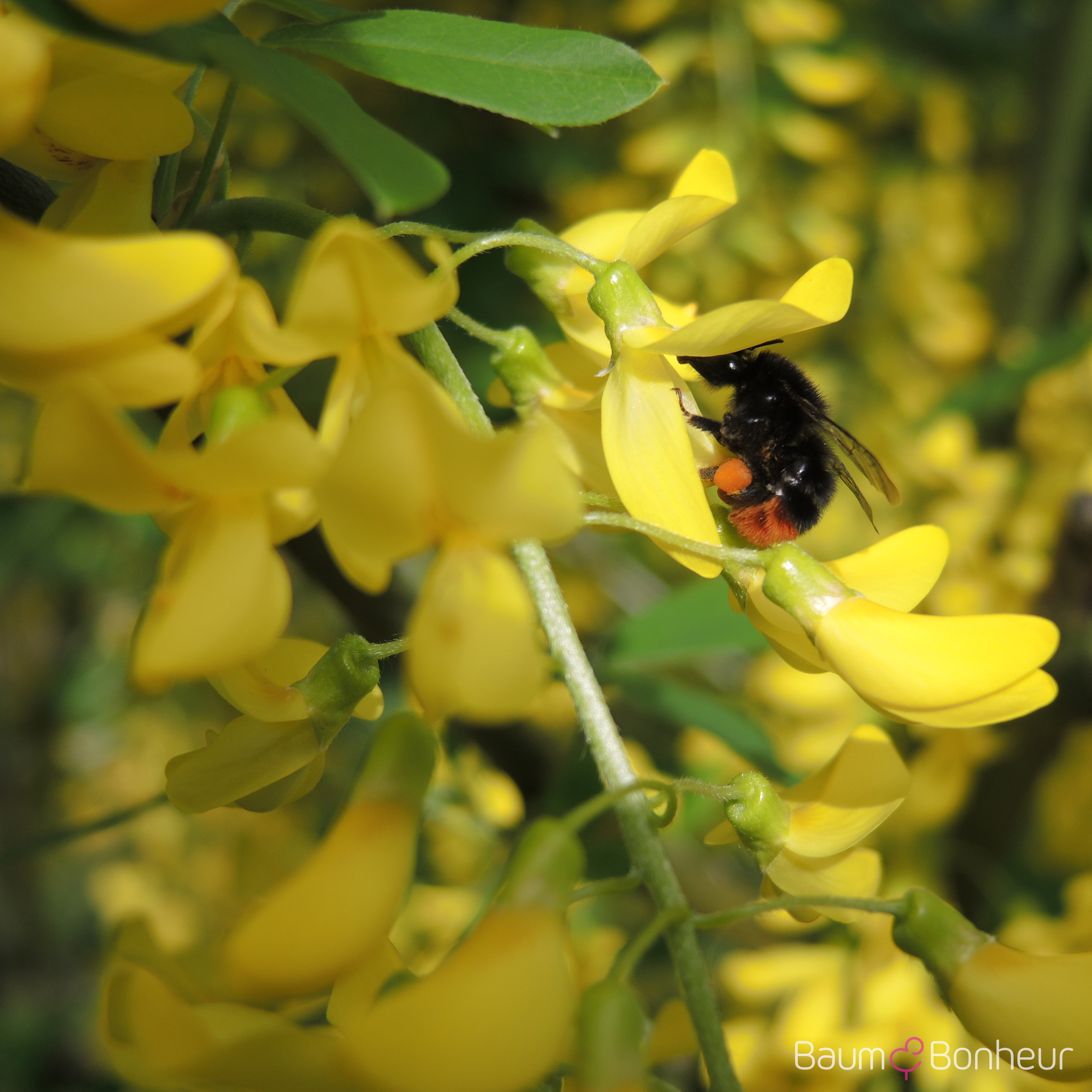 Laburnum anagyroides