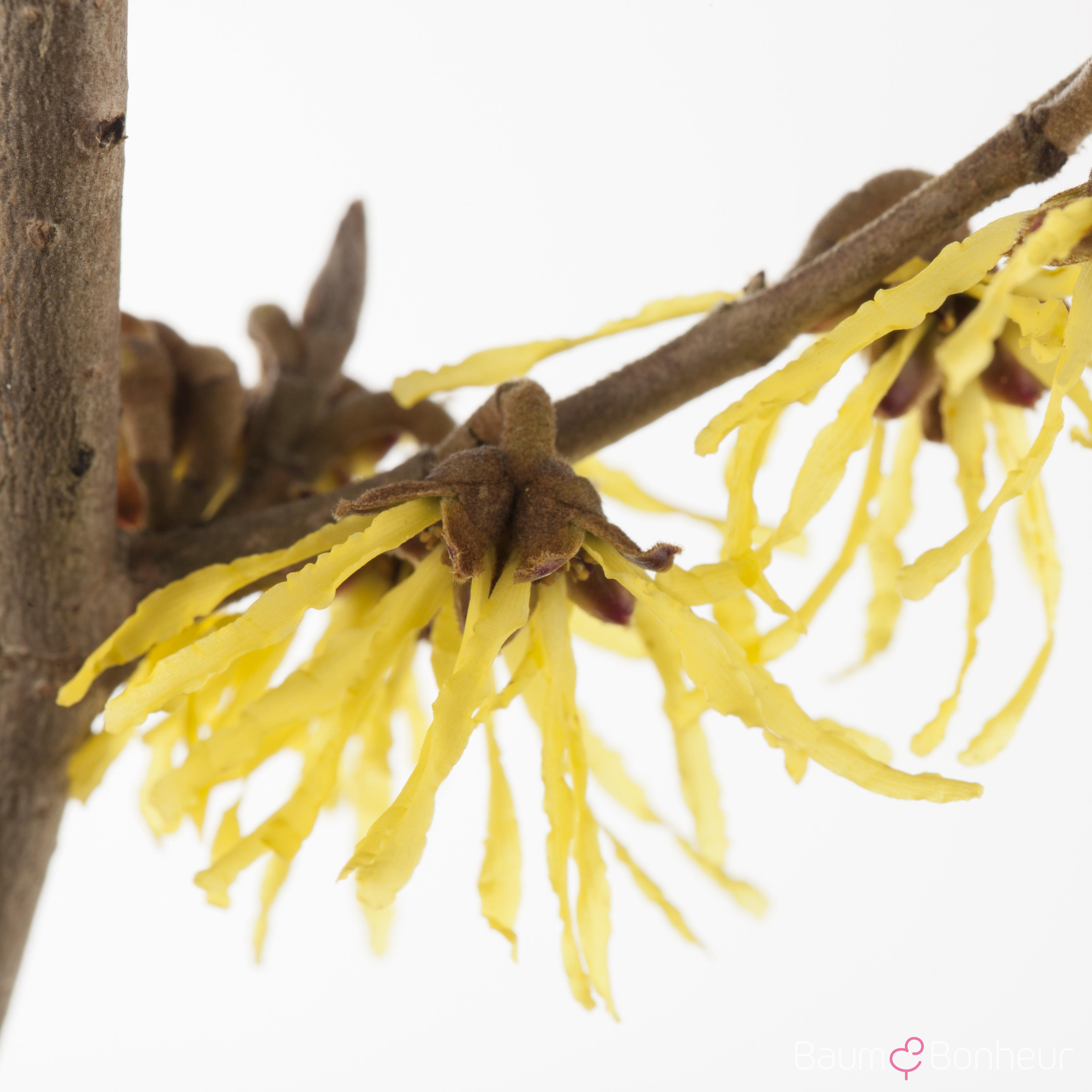 Hamamelis intermedia 'Pallida'