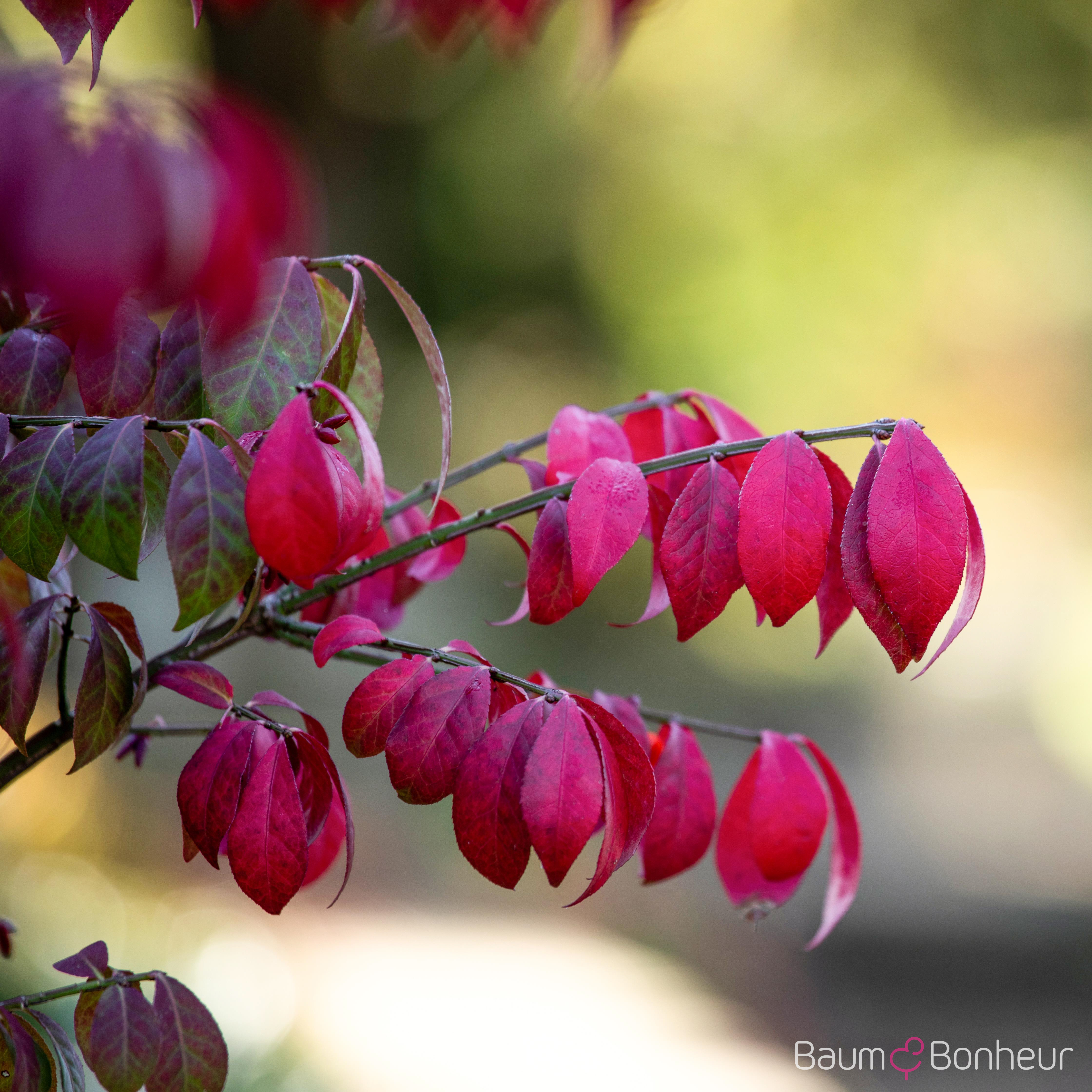 Euonymus alatus 'Compactus'