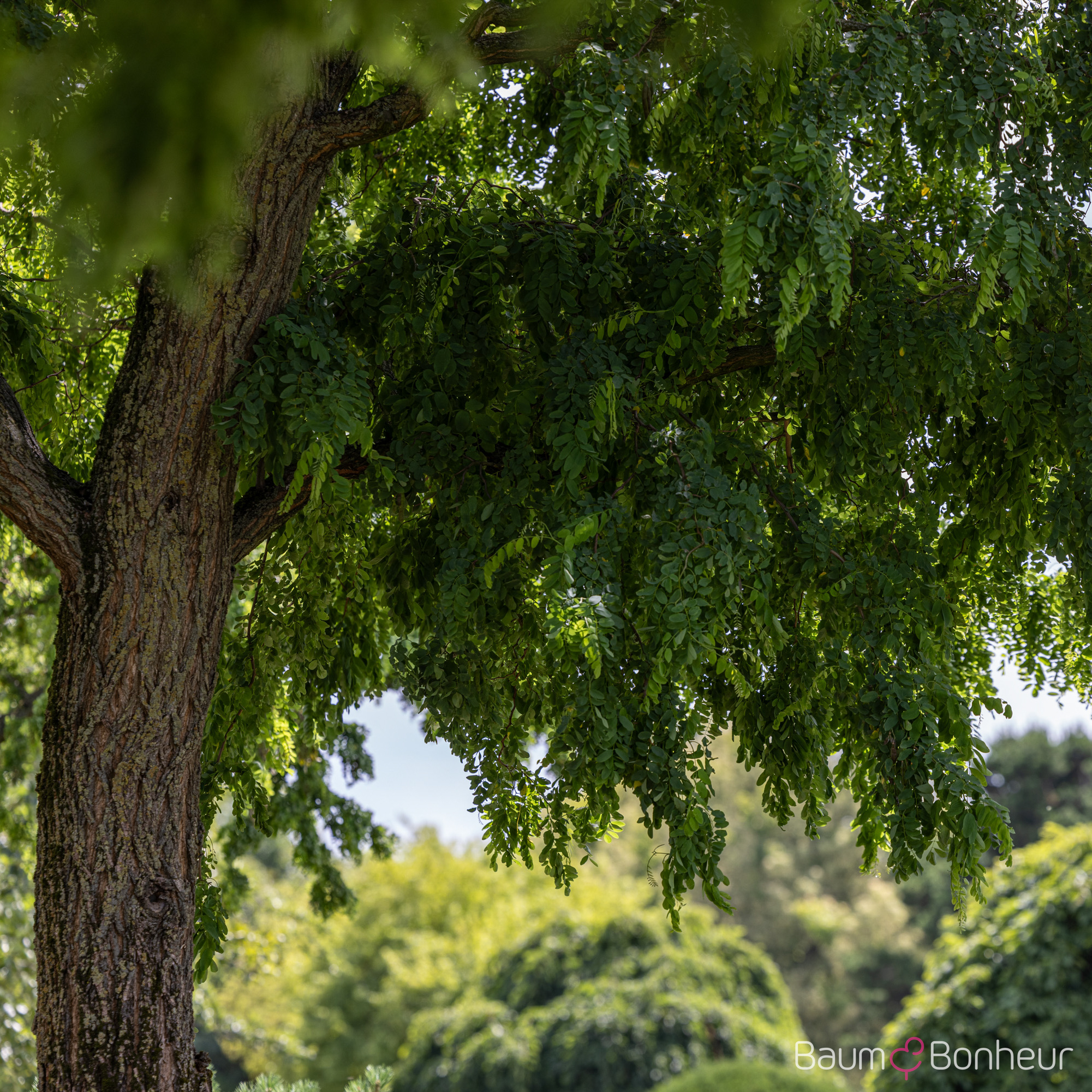 Robinia pseudoacacia 'Tortuosa'