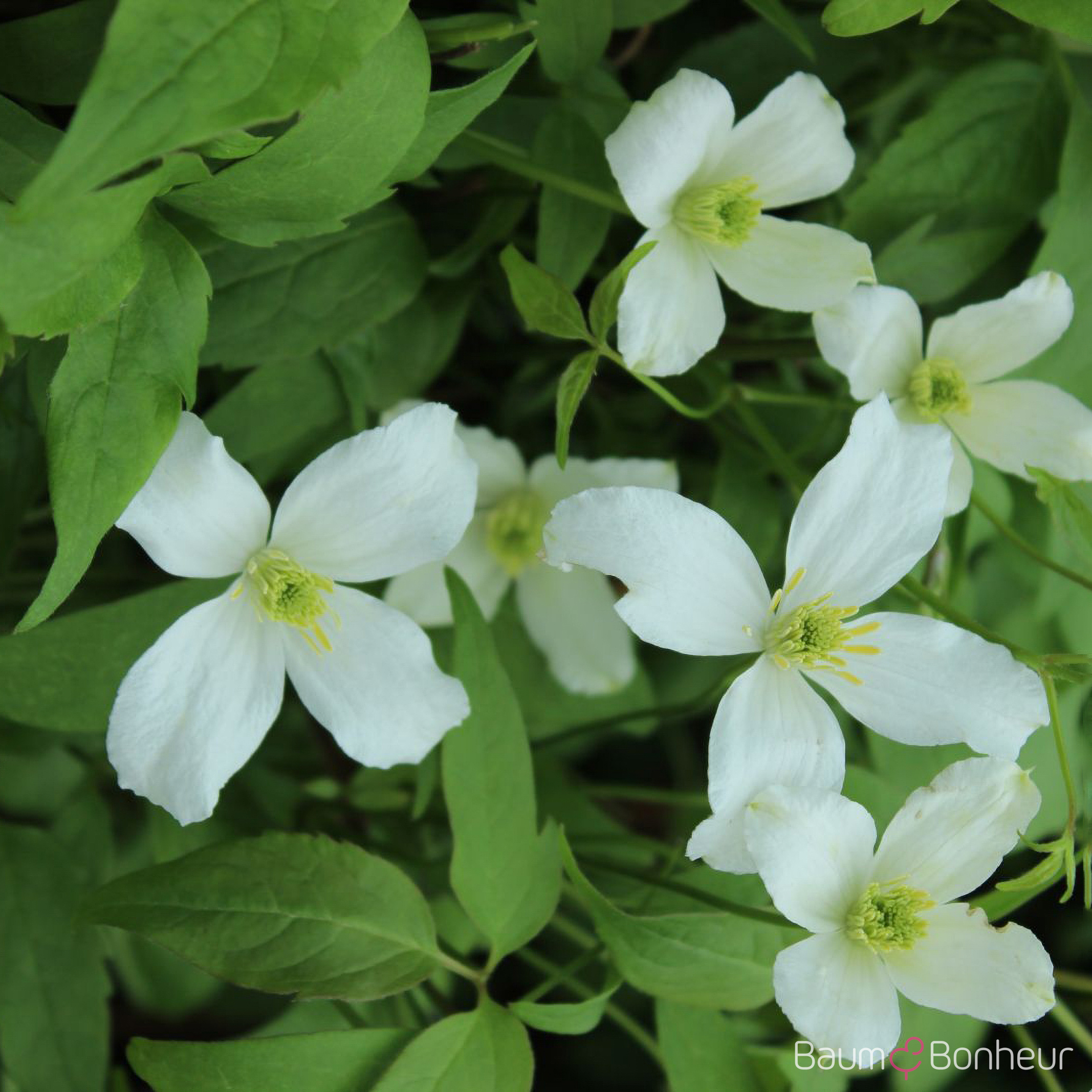 Clematis montana 'Grandiflora'